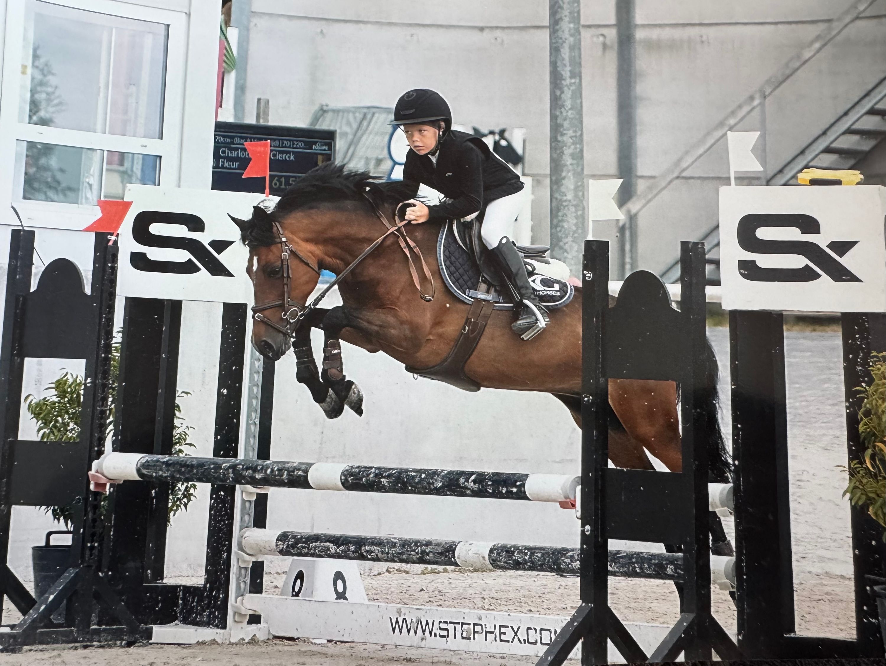allround-pony merrie 18 jaar te koop - Foto 3