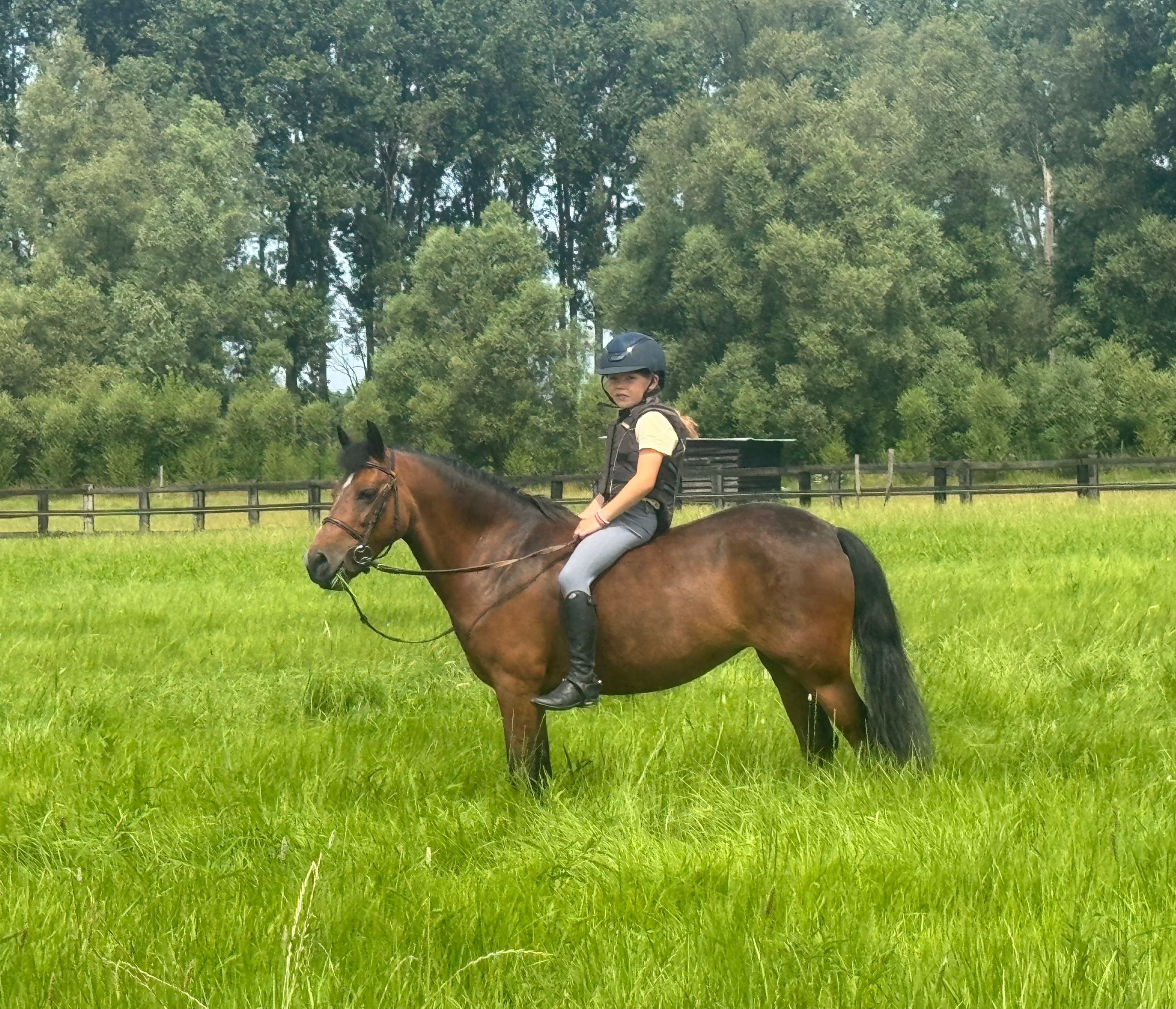 allround-pony merrie 18 jaar te koop - Foto 4
