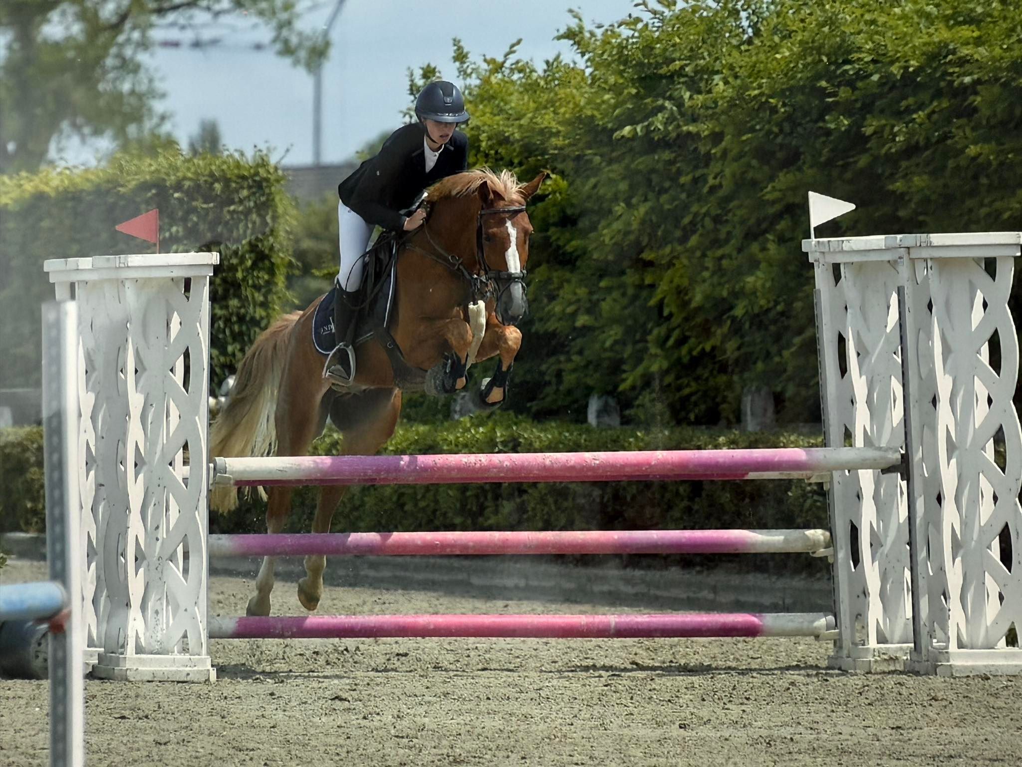 Veelbelovende springpony te koop – talentvolle 8-jarige ruin