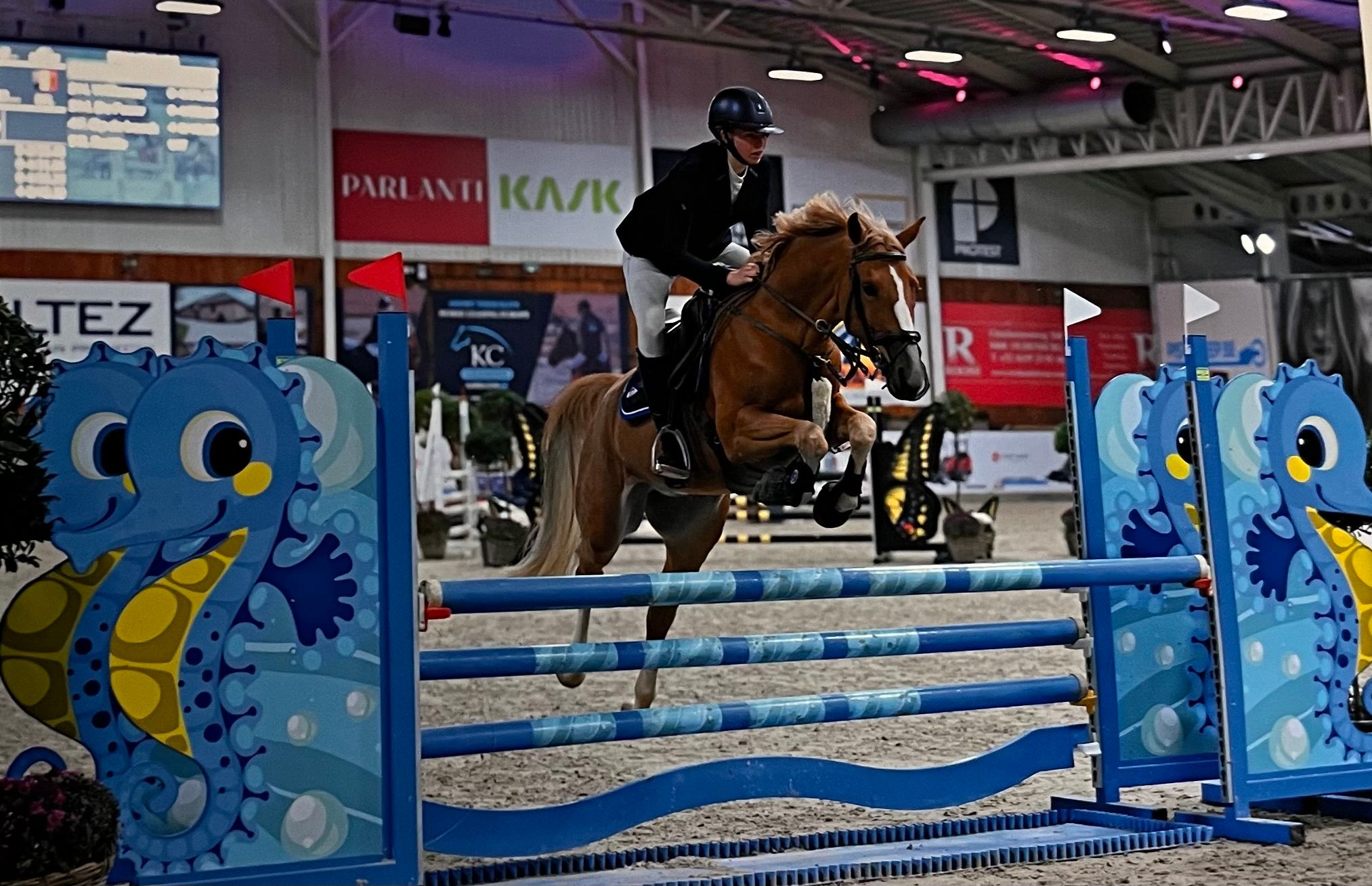 bwp springpony ruin 8 jaar vos te koop - Foto 4