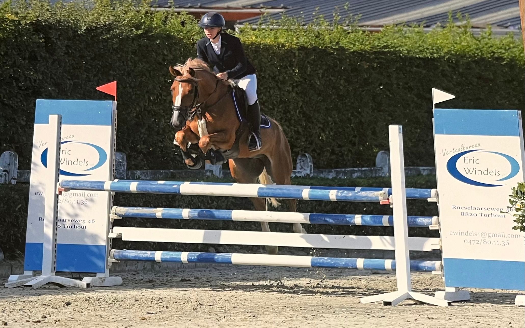 bwp springpony ruin 8 jaar vos te koop - Foto 3