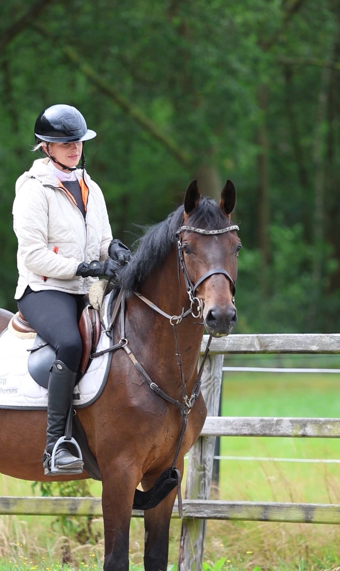 zangersheide allrounder merrie 4 anos donkerbruin à venda - Foto 2