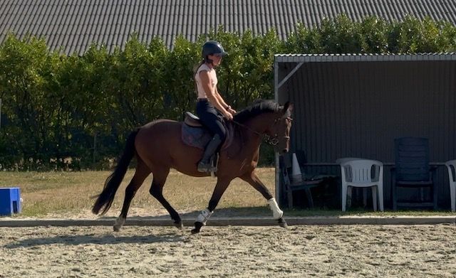 Talentvolle new forest dressuur pony