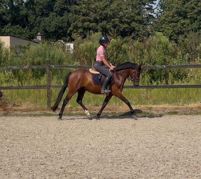 New Forest dressuurpony ruin 3 jaar donkerbruin te koop - Foto 4