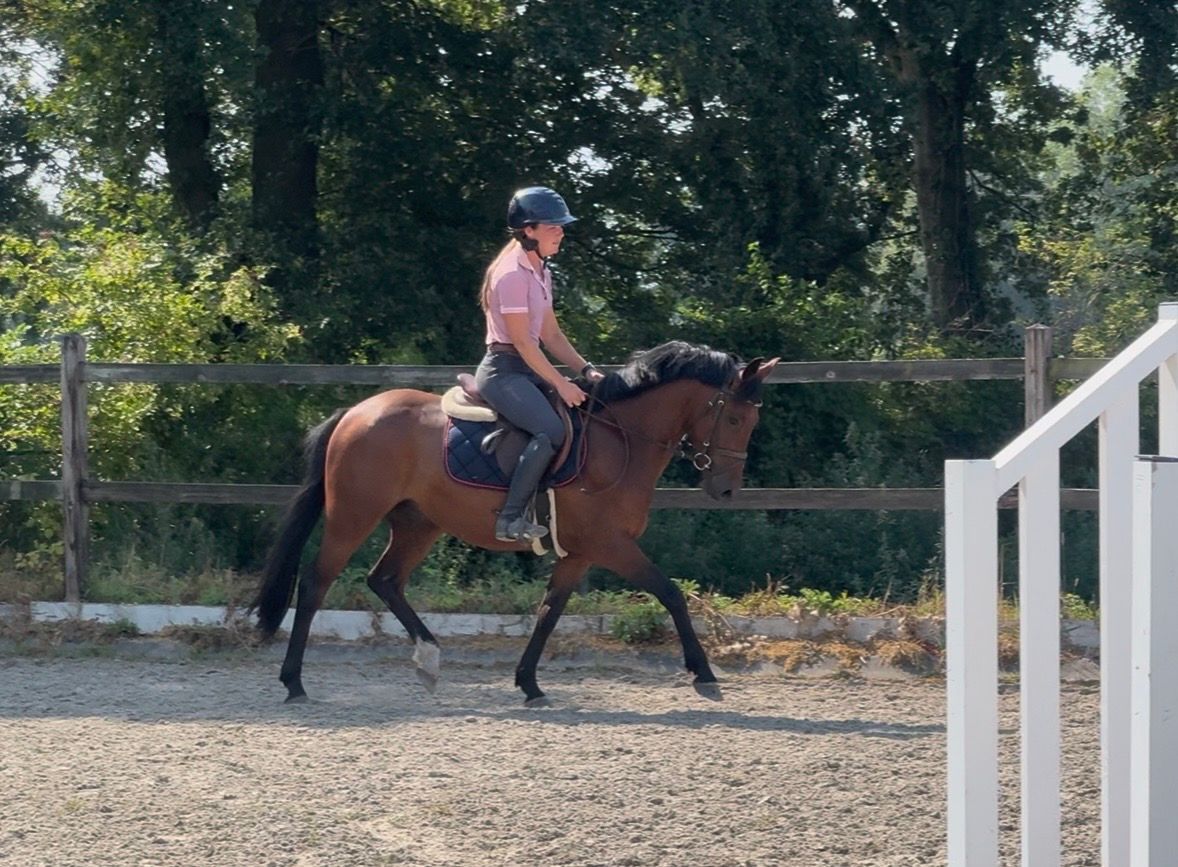 New Forest dressuurpony ruin 3 jaar donkerbruin te koop - Foto 3