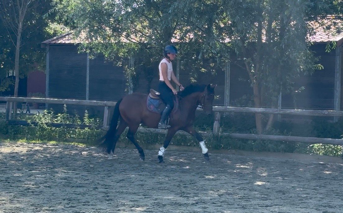 New Forest dressuurpony ruin 3 jaar donkerbruin te koop - Foto 2