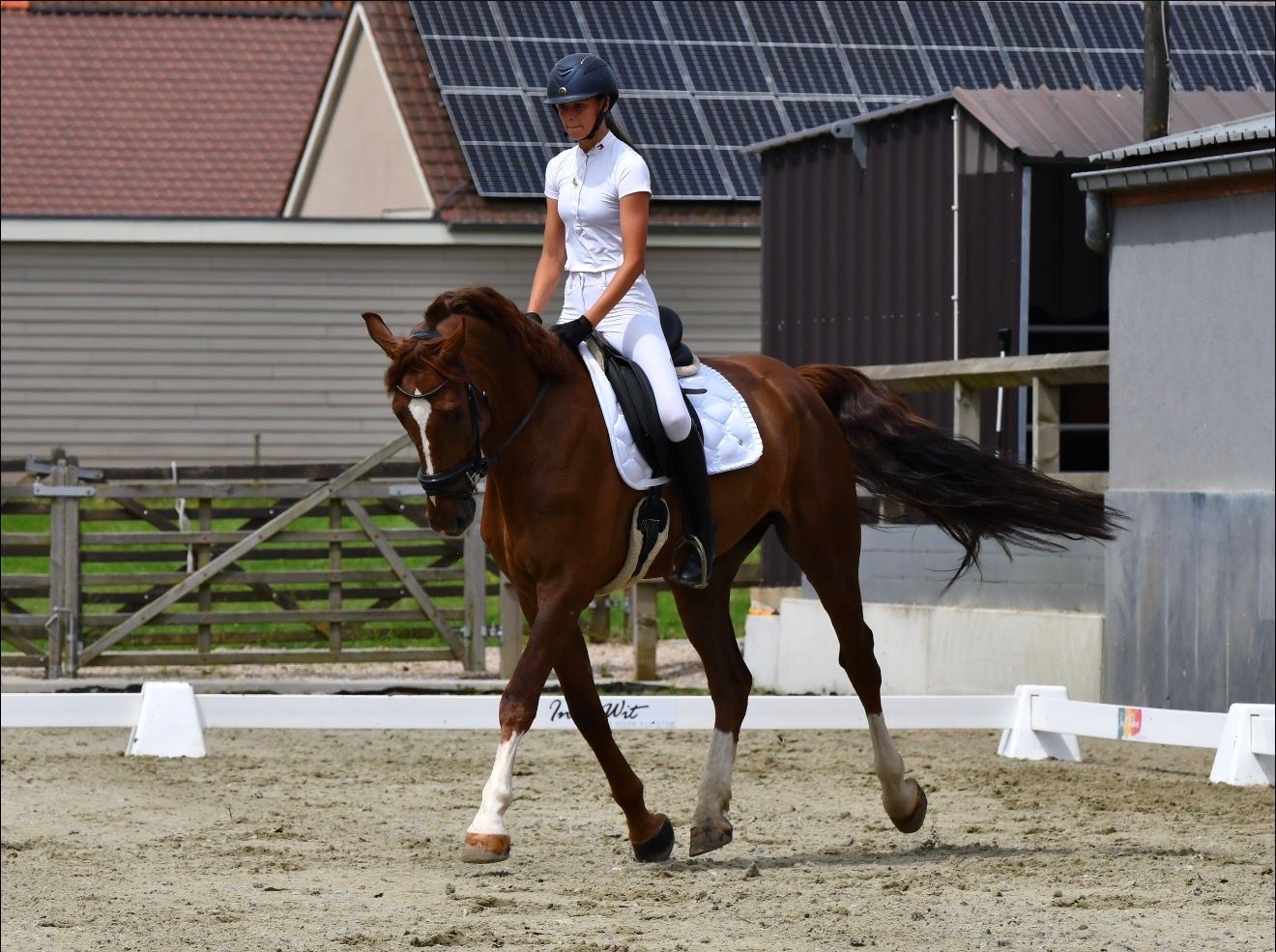 6-year-old gelding for sale (due to tendon injury not suitable for showjumping!!)