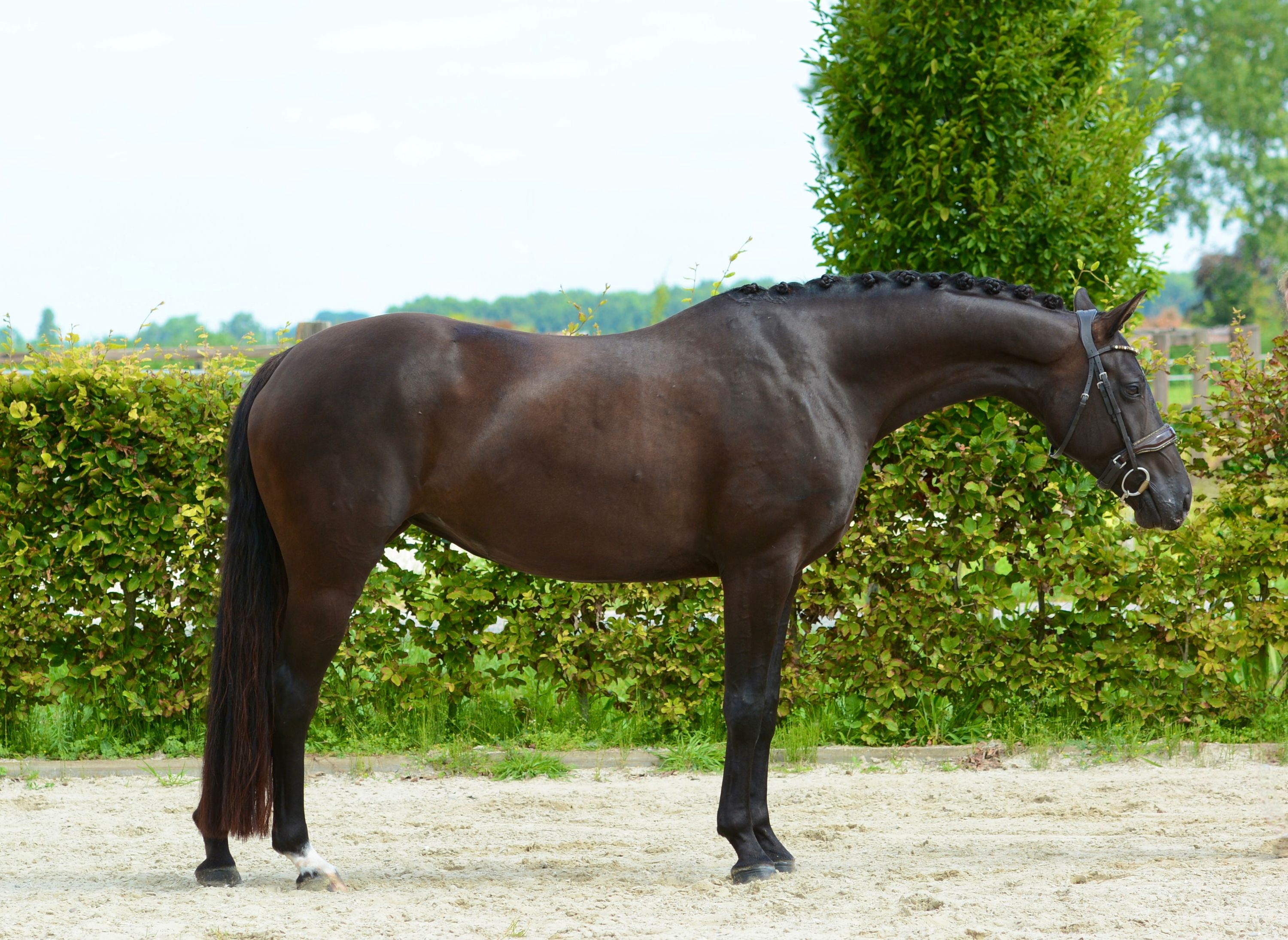 kwpn dressuurpaard merrie 9 jaar zwart te koop - Foto 2