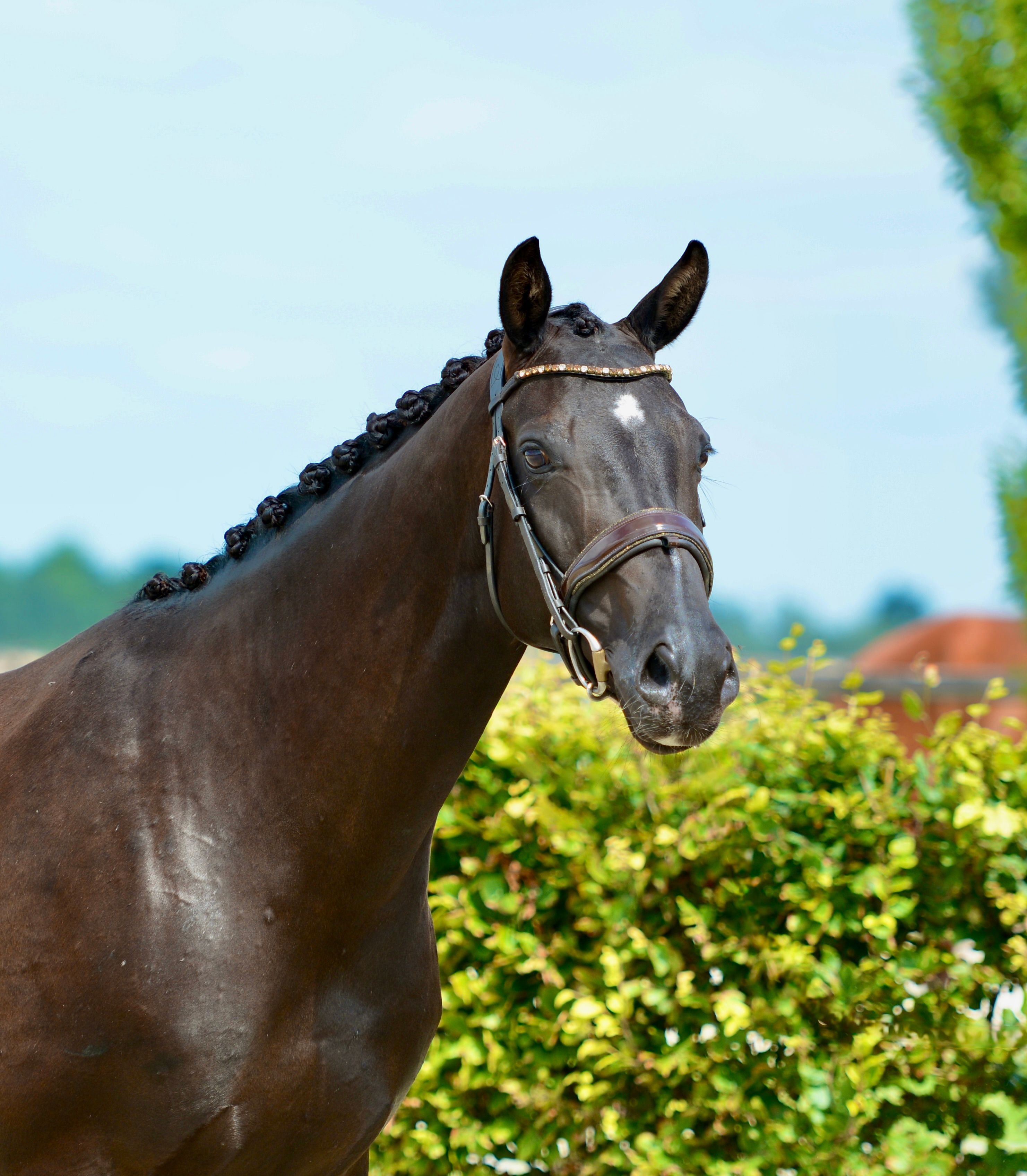 kwpn dressuurpaard merrie 9 jaar zwart te koop - Foto 3
