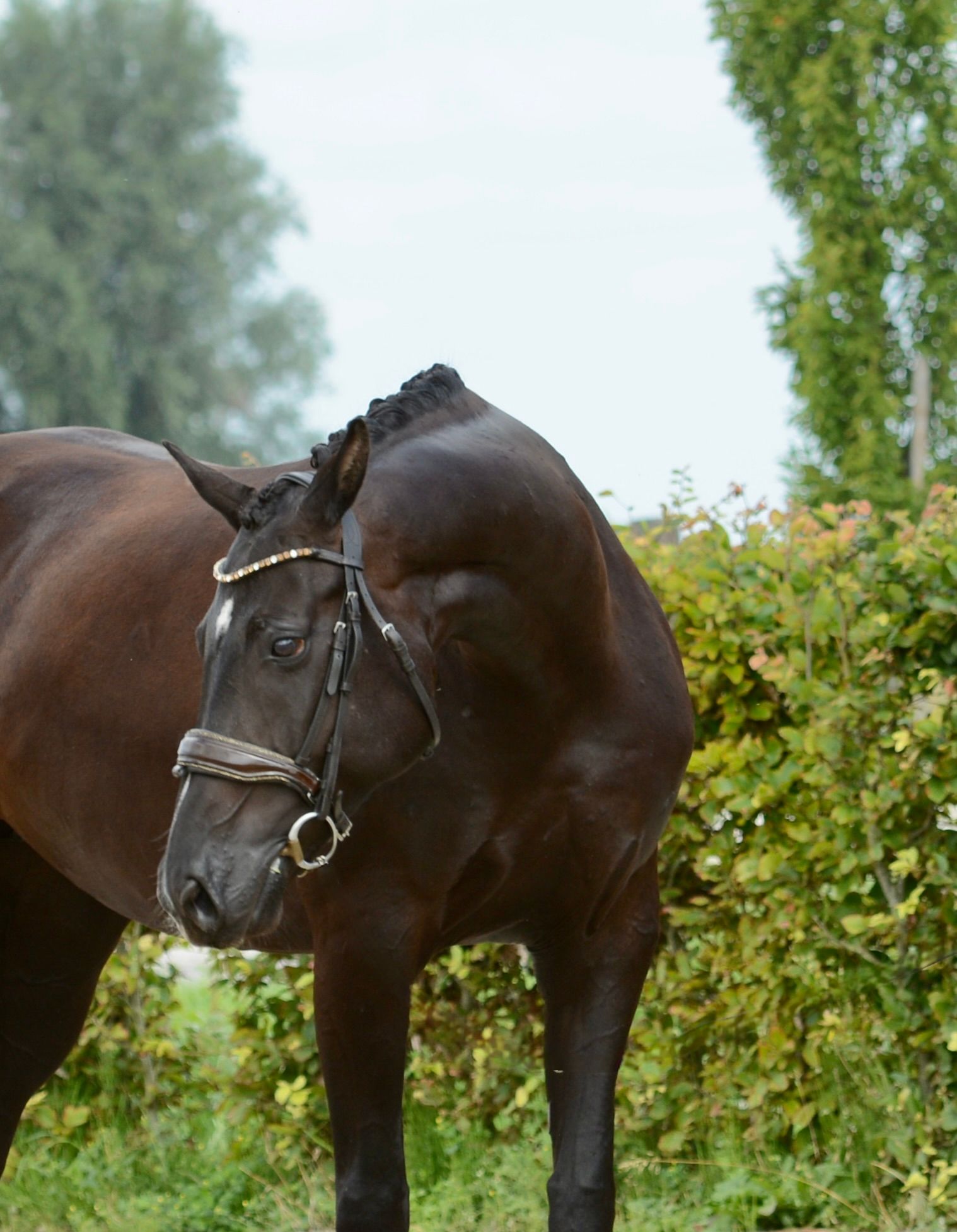 kwpn dressuurpaard merrie 9 jaar zwart te koop - Foto 4