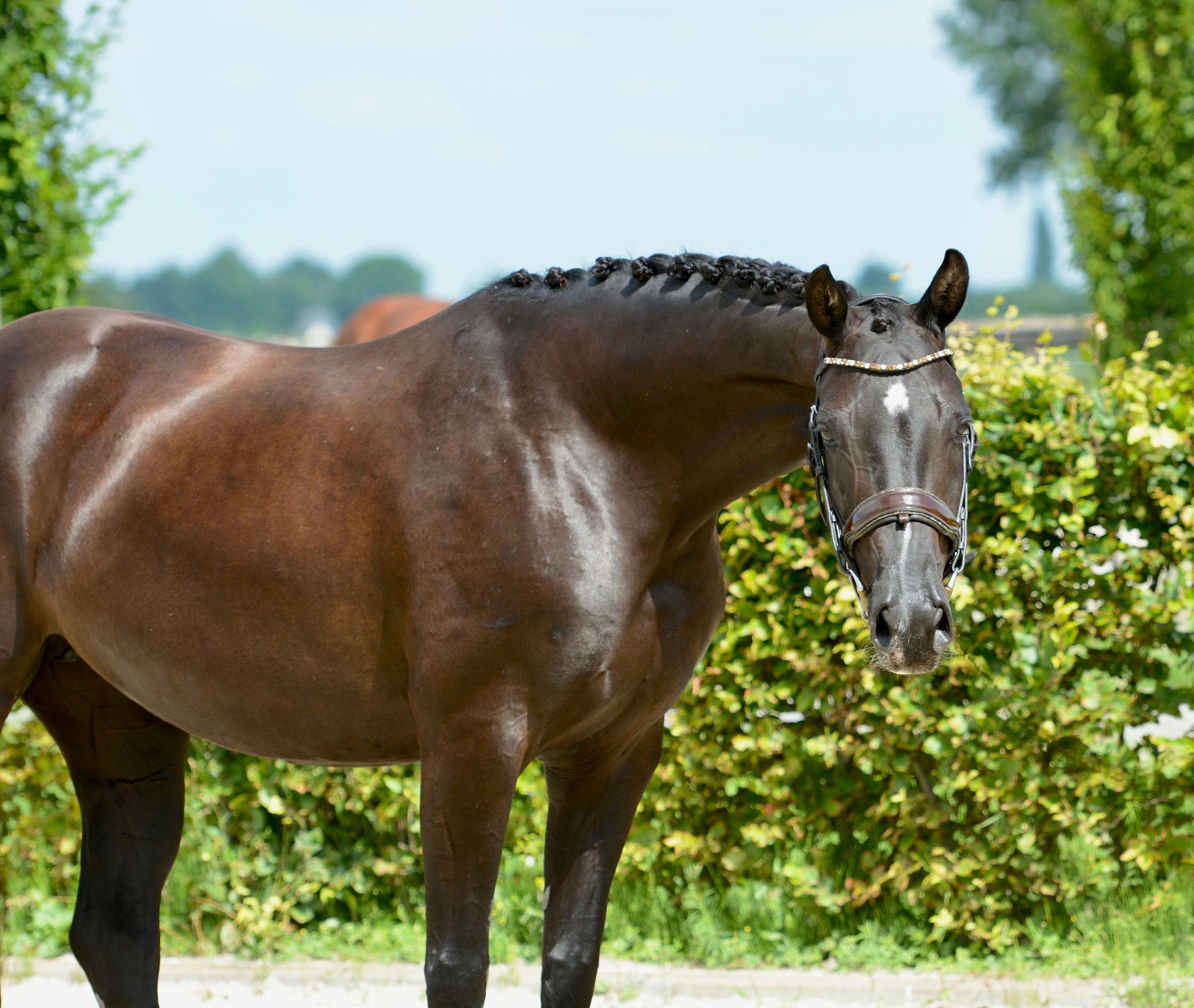 kwpn dressuurpaard merrie 9 jaar zwart te koop - Foto 5