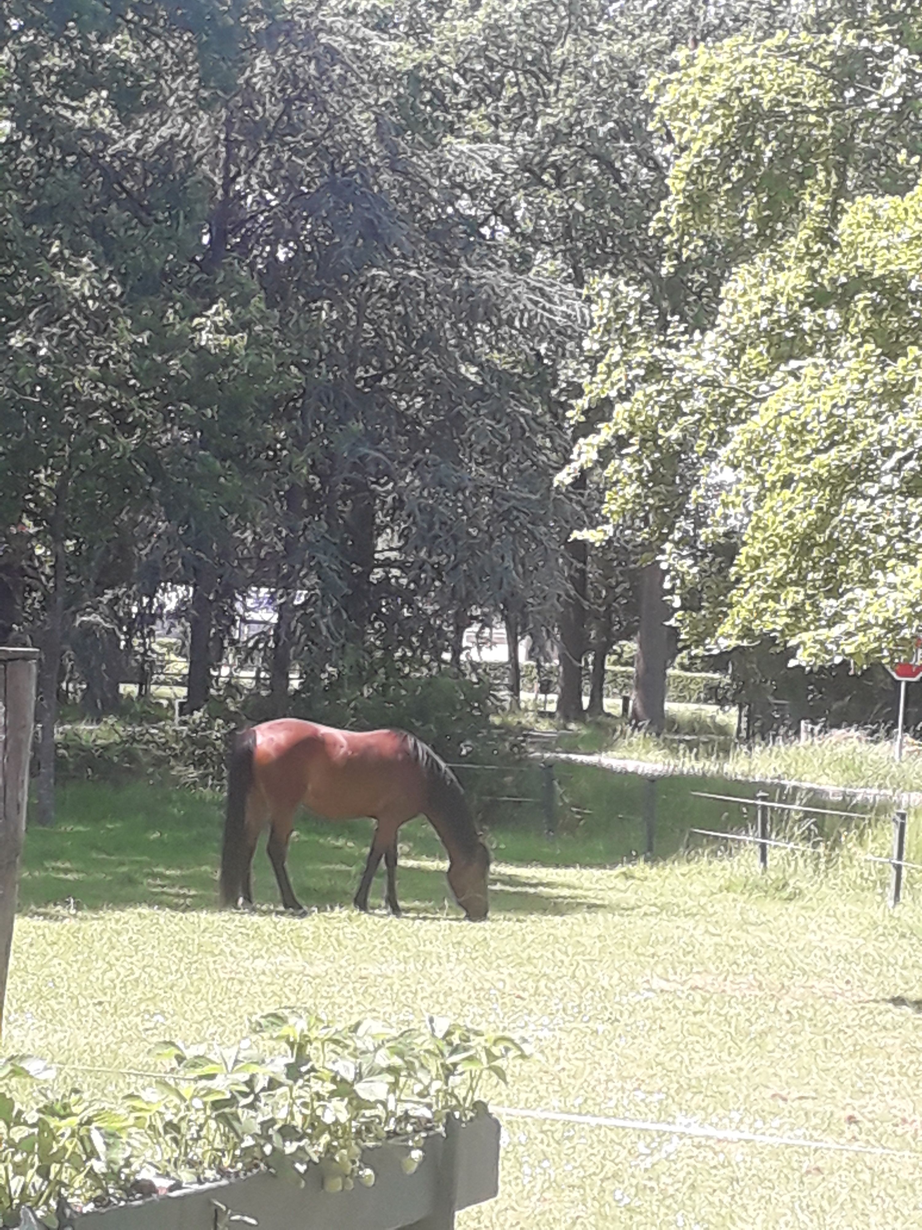 new-forest springpony ruin 3 jaar bruin te koop - Foto 2