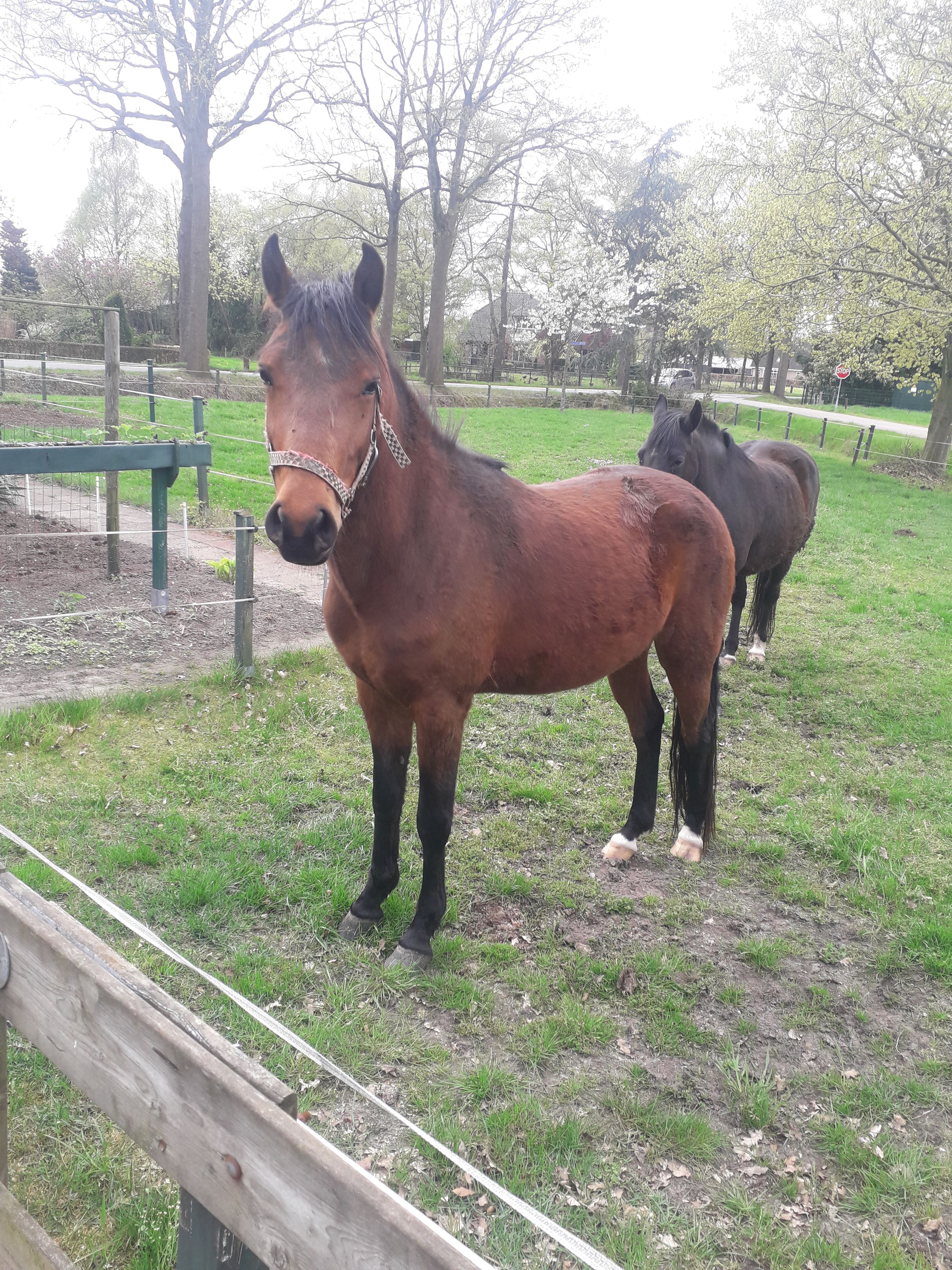 Prachtige alround pony