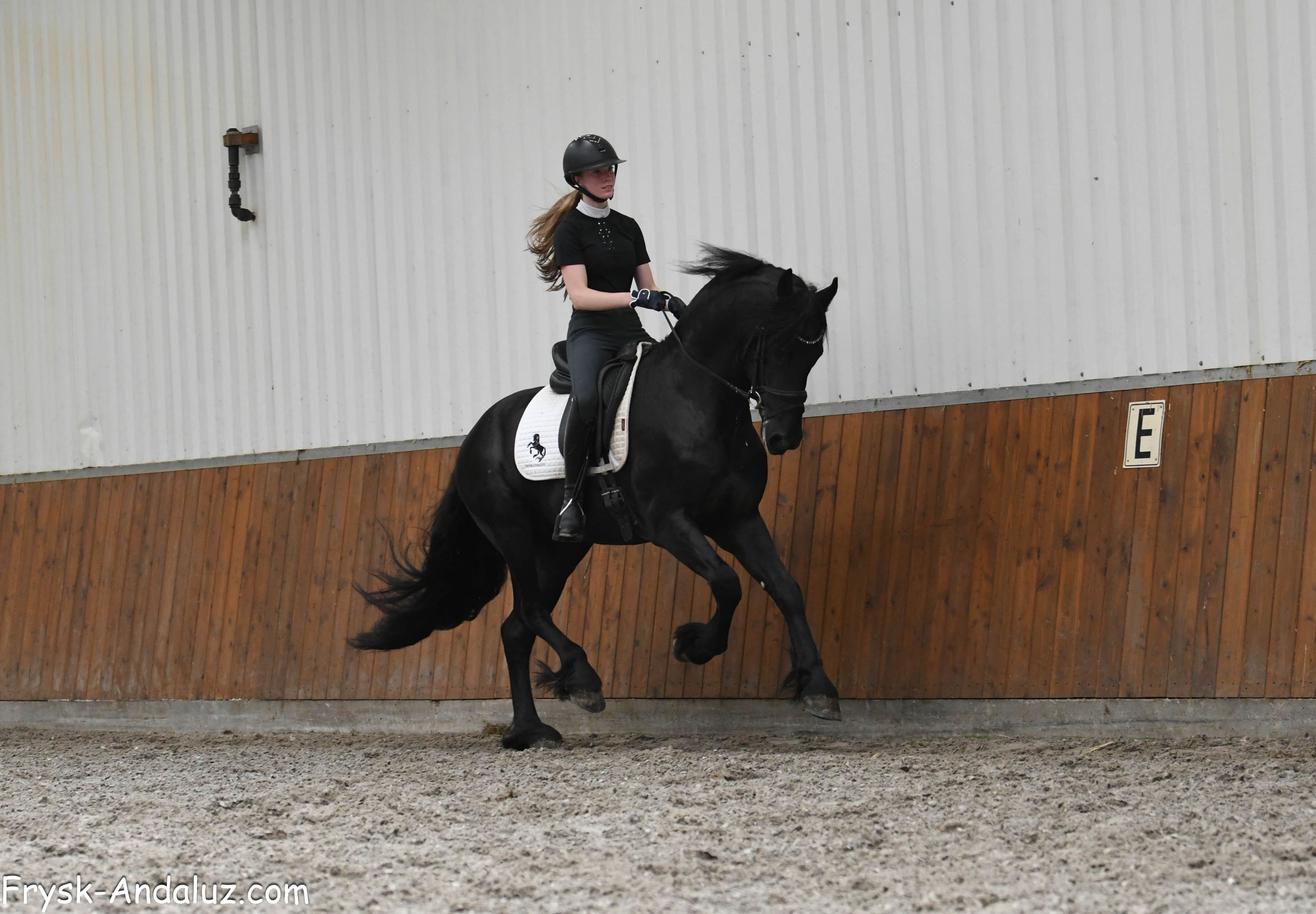 dressuurpaard hengst 3 ans zwart à vendre - Photo 3