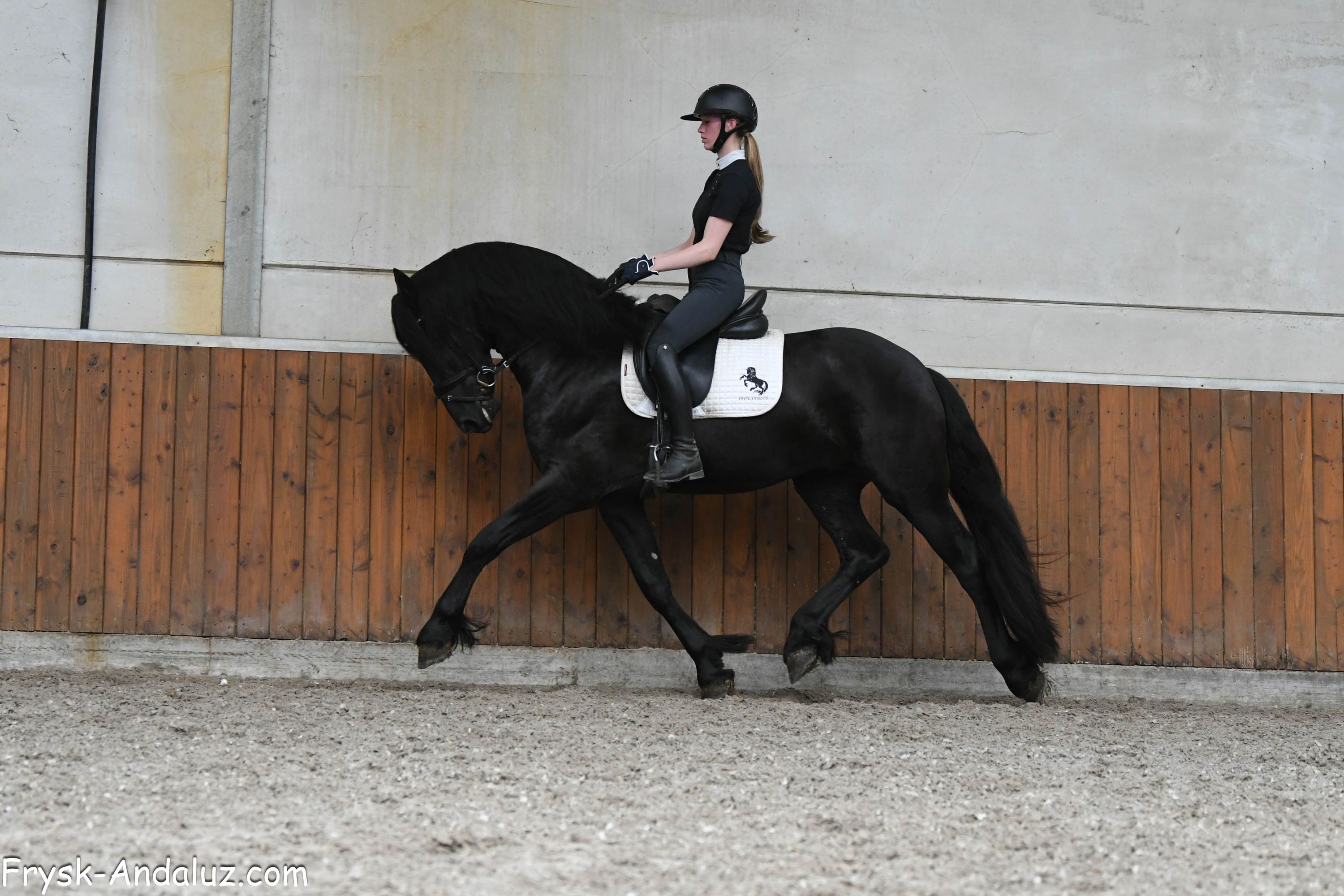dressuurpaard hengst 3 ans zwart à vendre - Photo 5