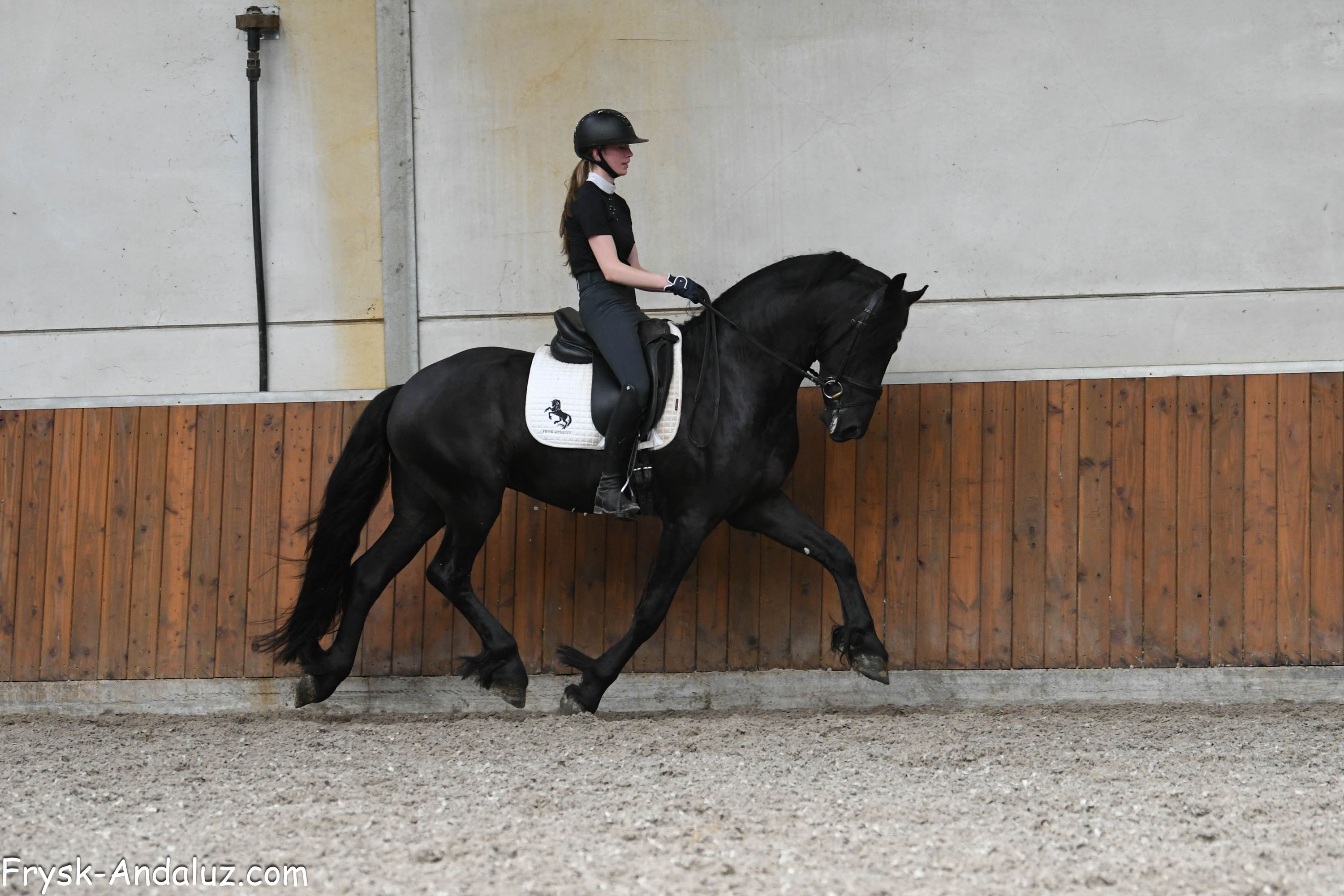 dressuurpaard hengst 3 ans zwart à vendre - Photo 6