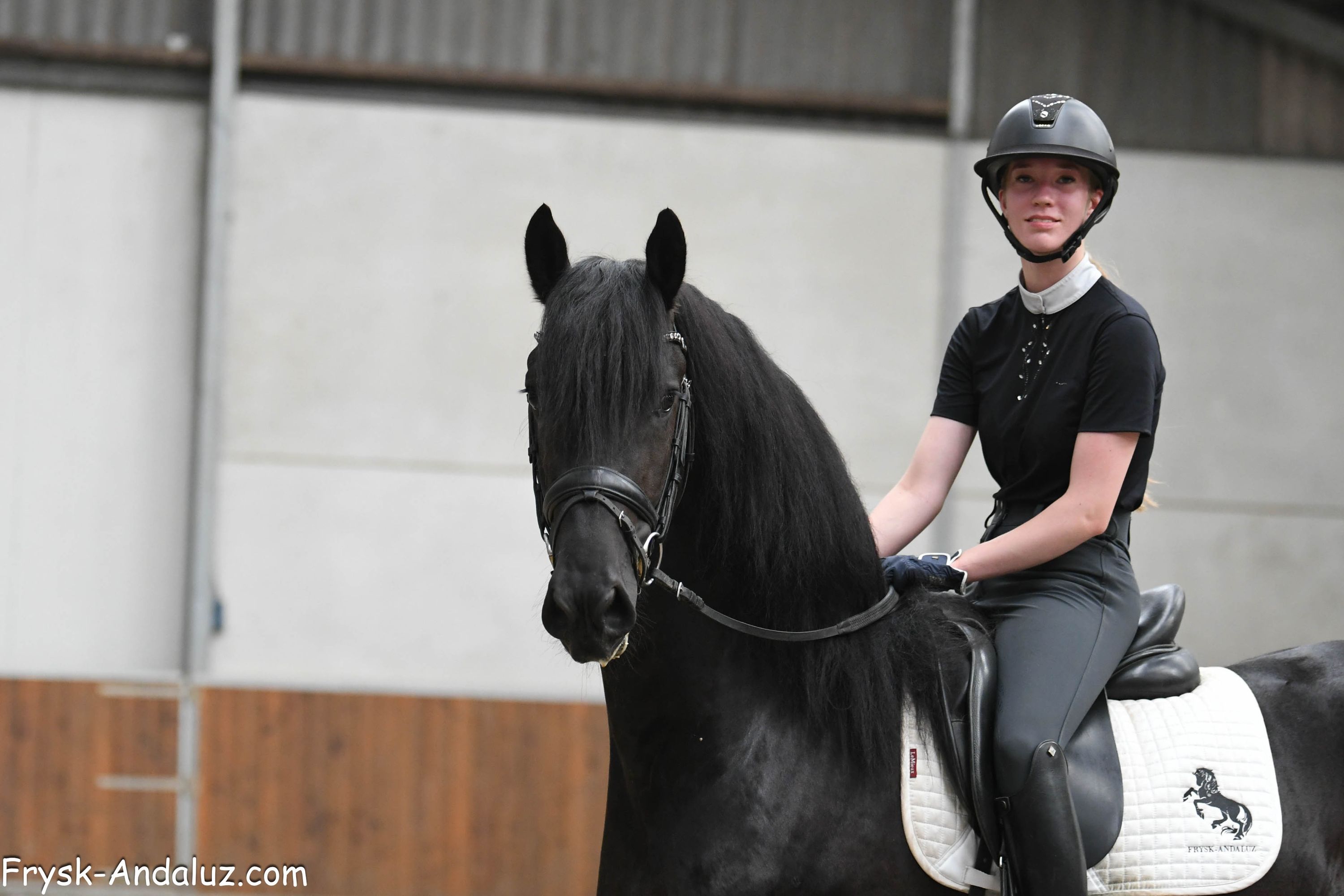 dressuurpaard hengst 3 ans zwart à vendre - Photo 4