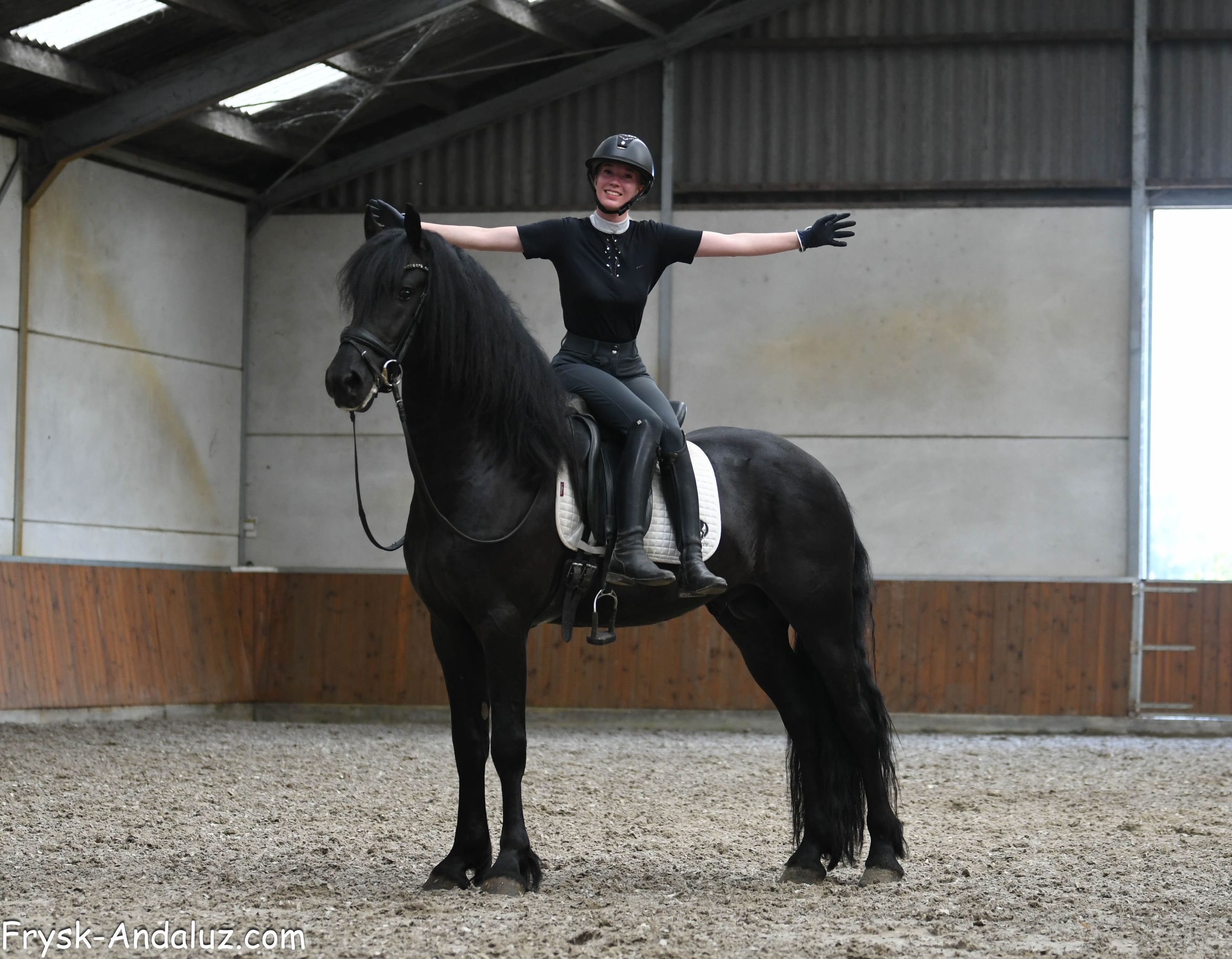 fries hengst 3 ans zwart à vendre - Photo 2