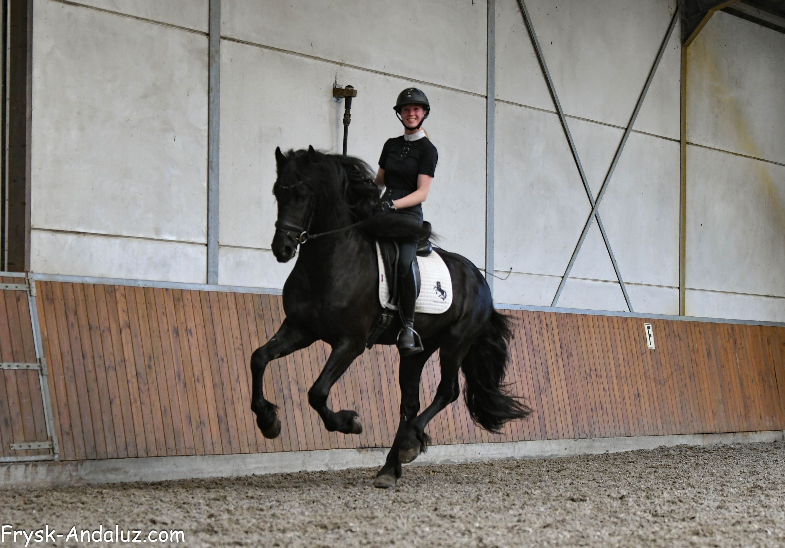 fries hengst 3 ans zwart à vendre - Photo 4