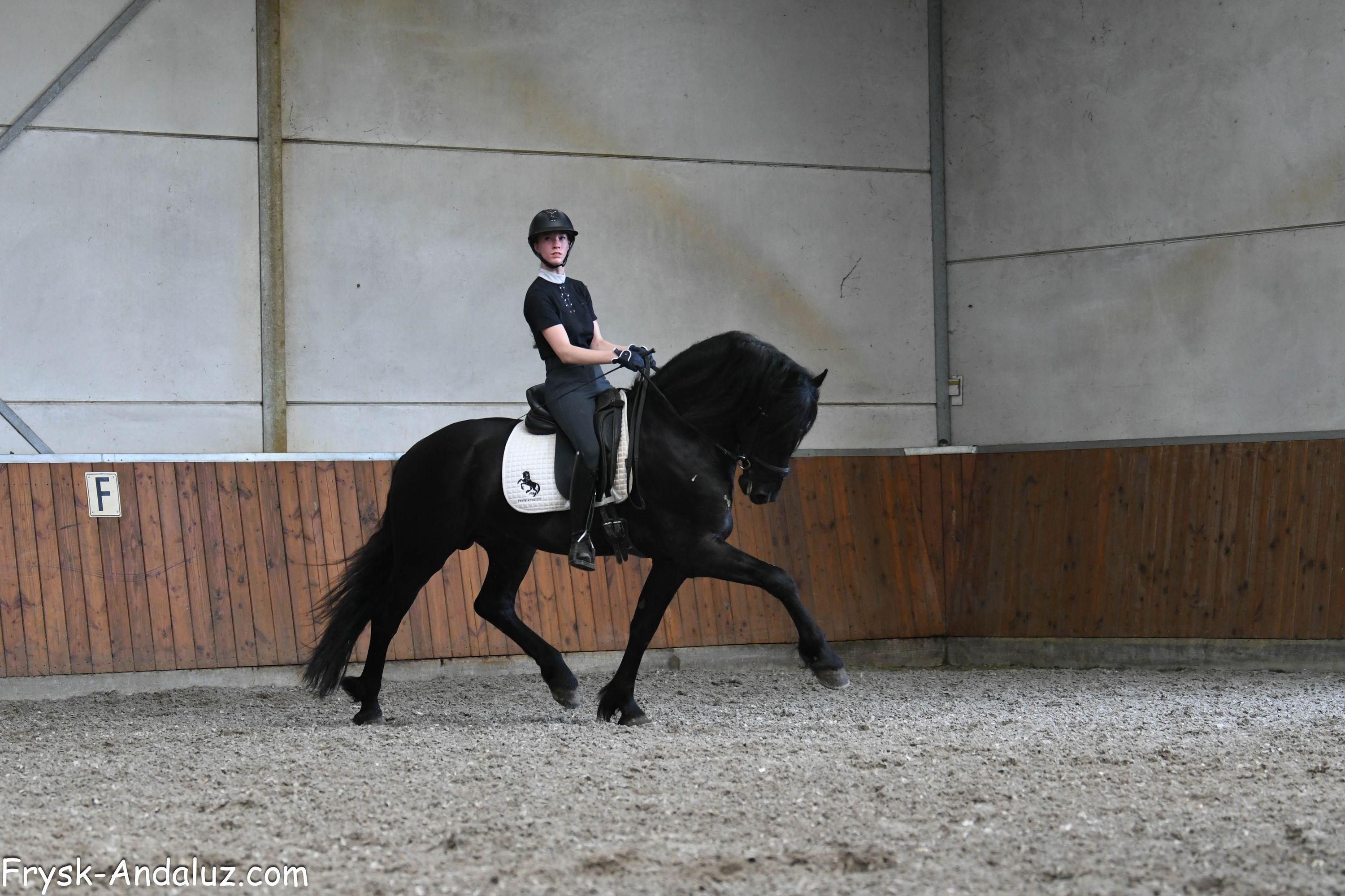 fries hengst 3 ans zwart à vendre - Photo 3