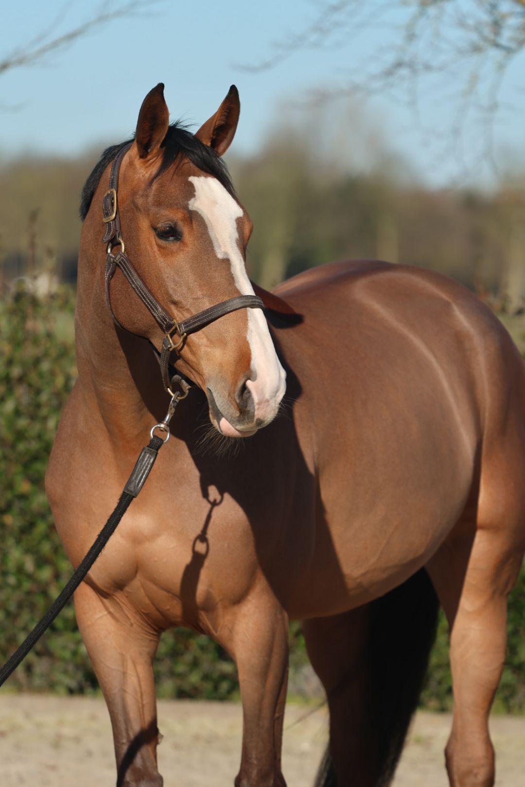 bwp springpaard merrie 6 Jahre alt bruin zu verkaufen - Foto 3