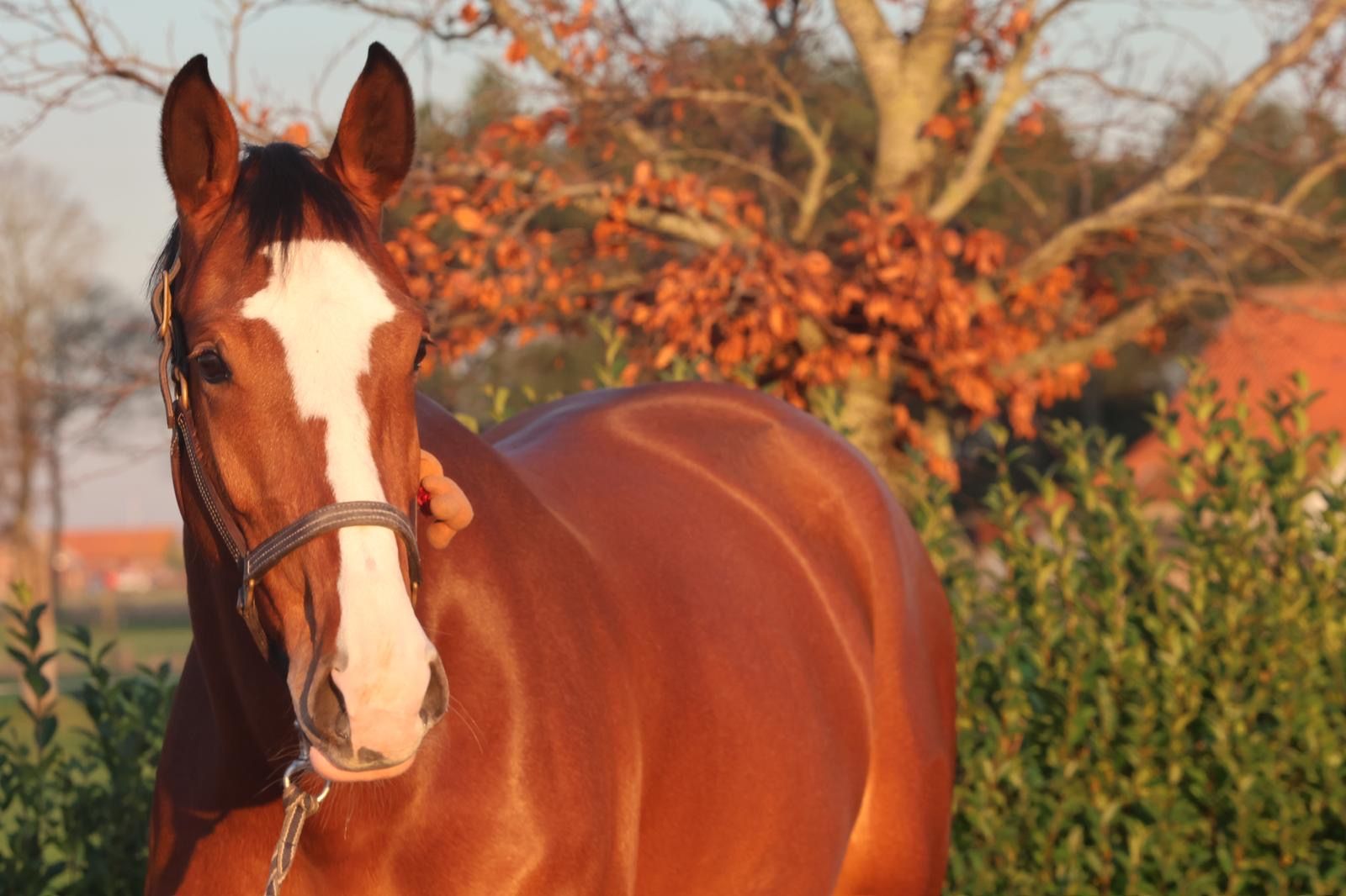 bwp springpaard merrie 6 Jahre alt bruin zu verkaufen - Foto 2
