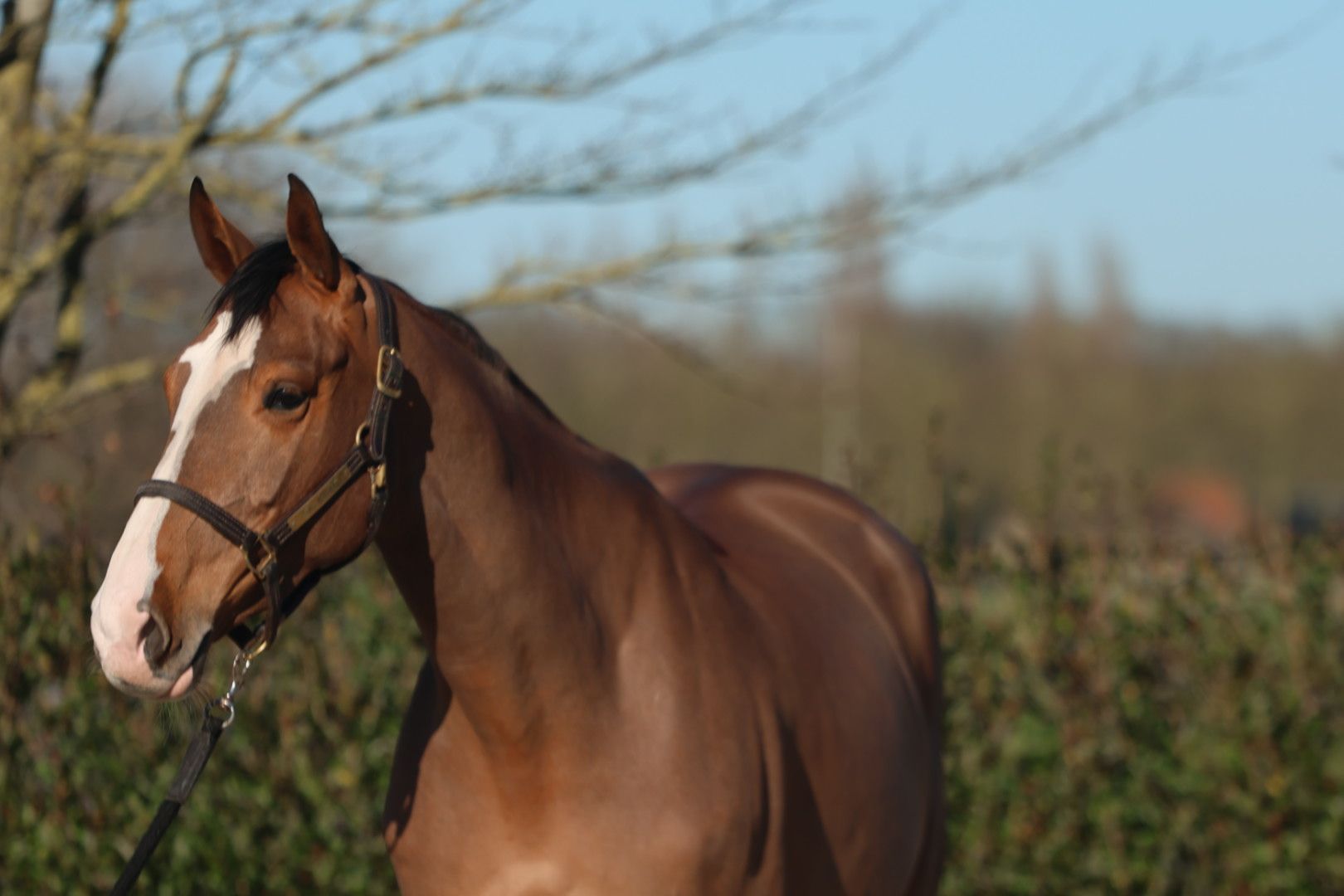 bwp springpaard merrie 6 Jahre alt bruin zu verkaufen - Foto 6