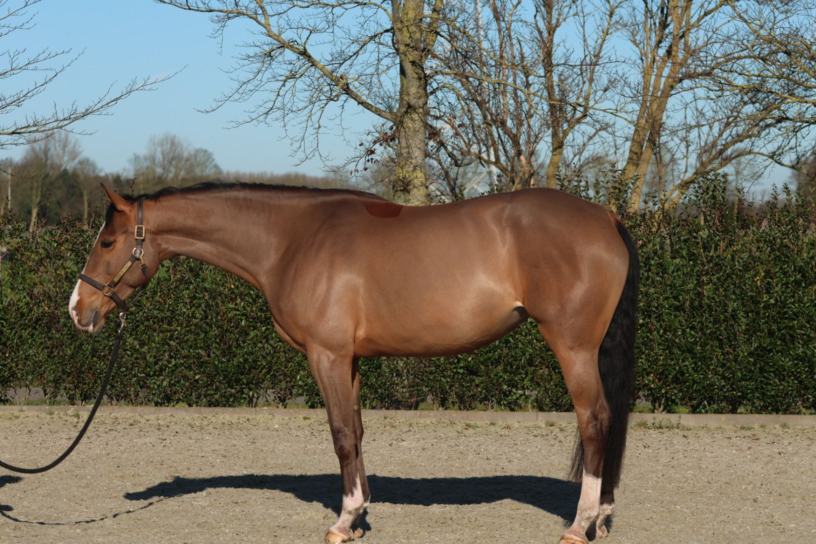 bwp springpaard merrie 6 Jahre alt bruin zu verkaufen - Foto 5