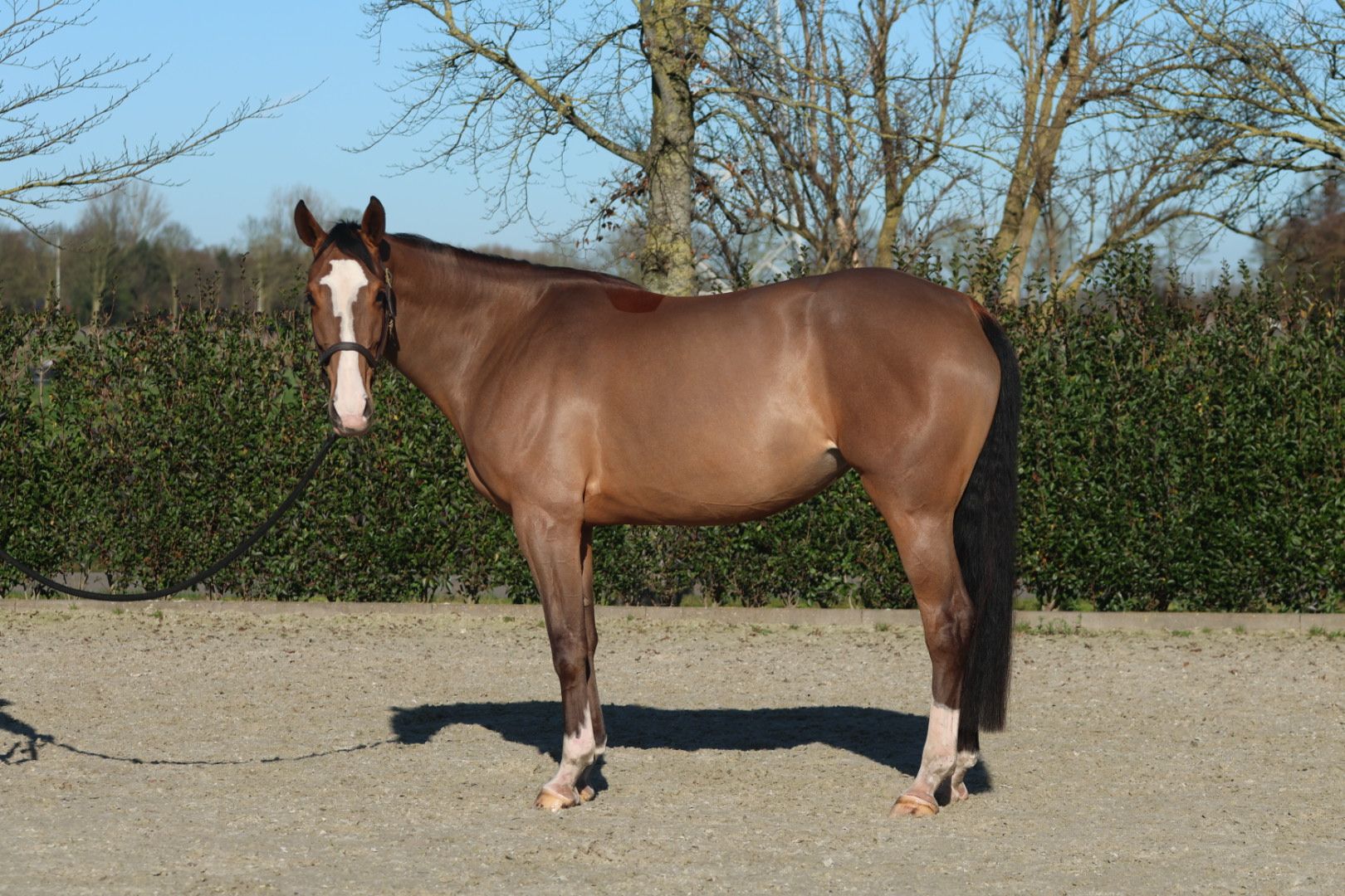 bwp springpaard merrie 6 Jahre alt bruin zu verkaufen - Foto 4