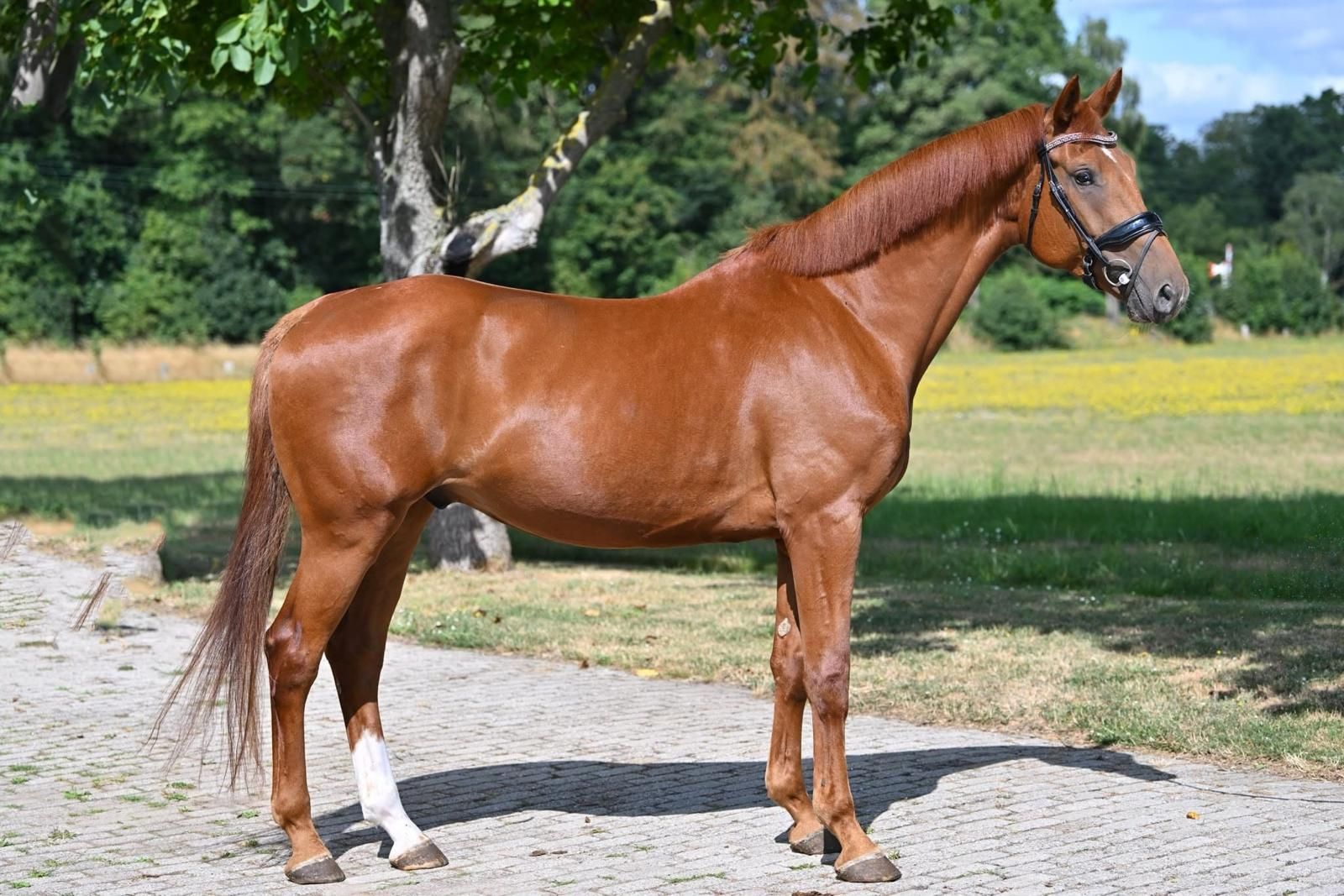 Osh Kosh 7-year-old gelding with a golden character