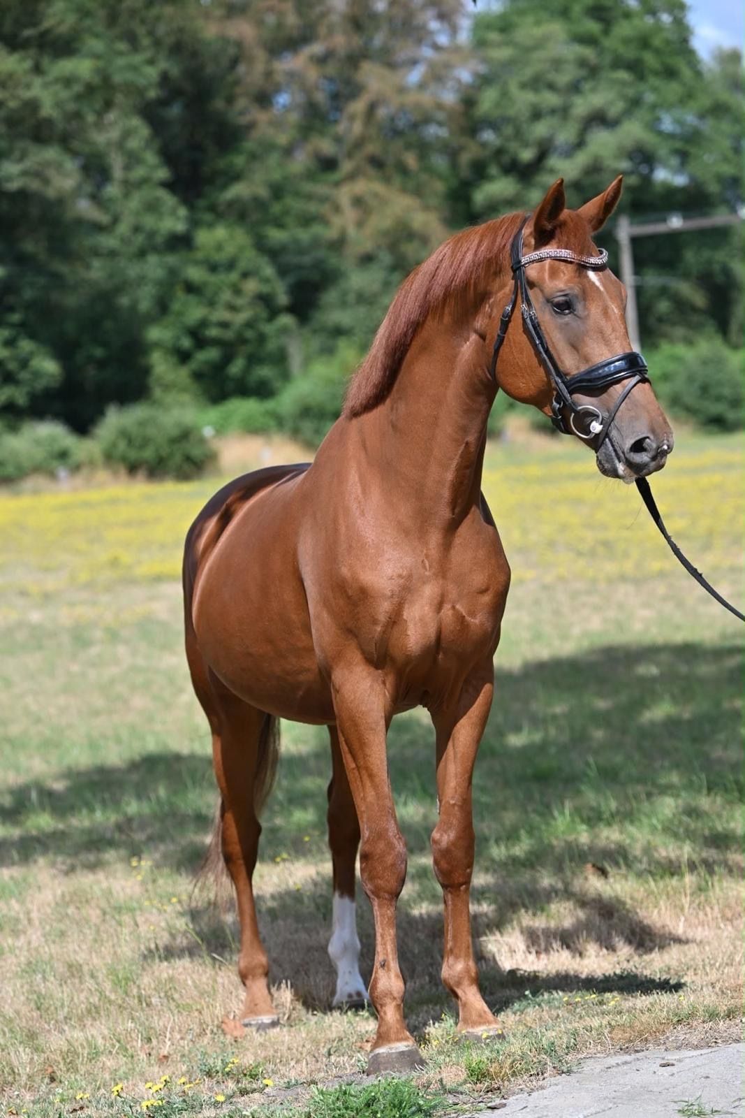 kwpn dressuurpaard ruin 7 歳 vos 売り出し中 - 写真 2