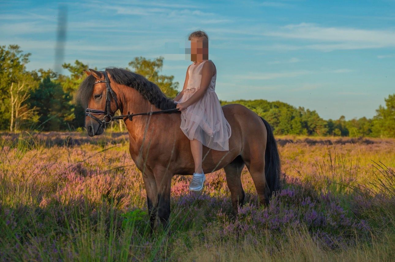allround-pony ruin 9 jaar te koop - Foto 3