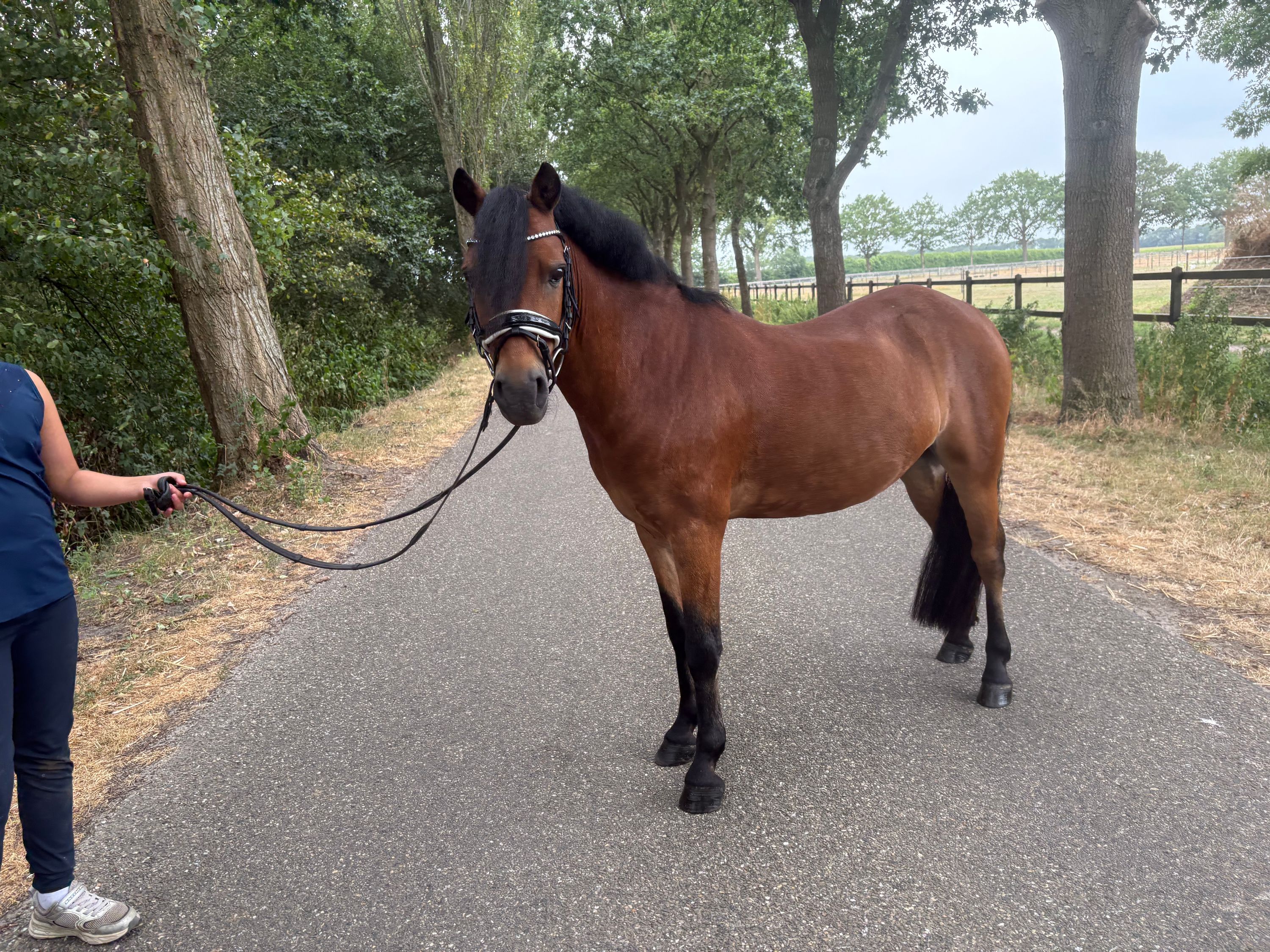allround-pony ruin 9 jaar te koop - Foto 4