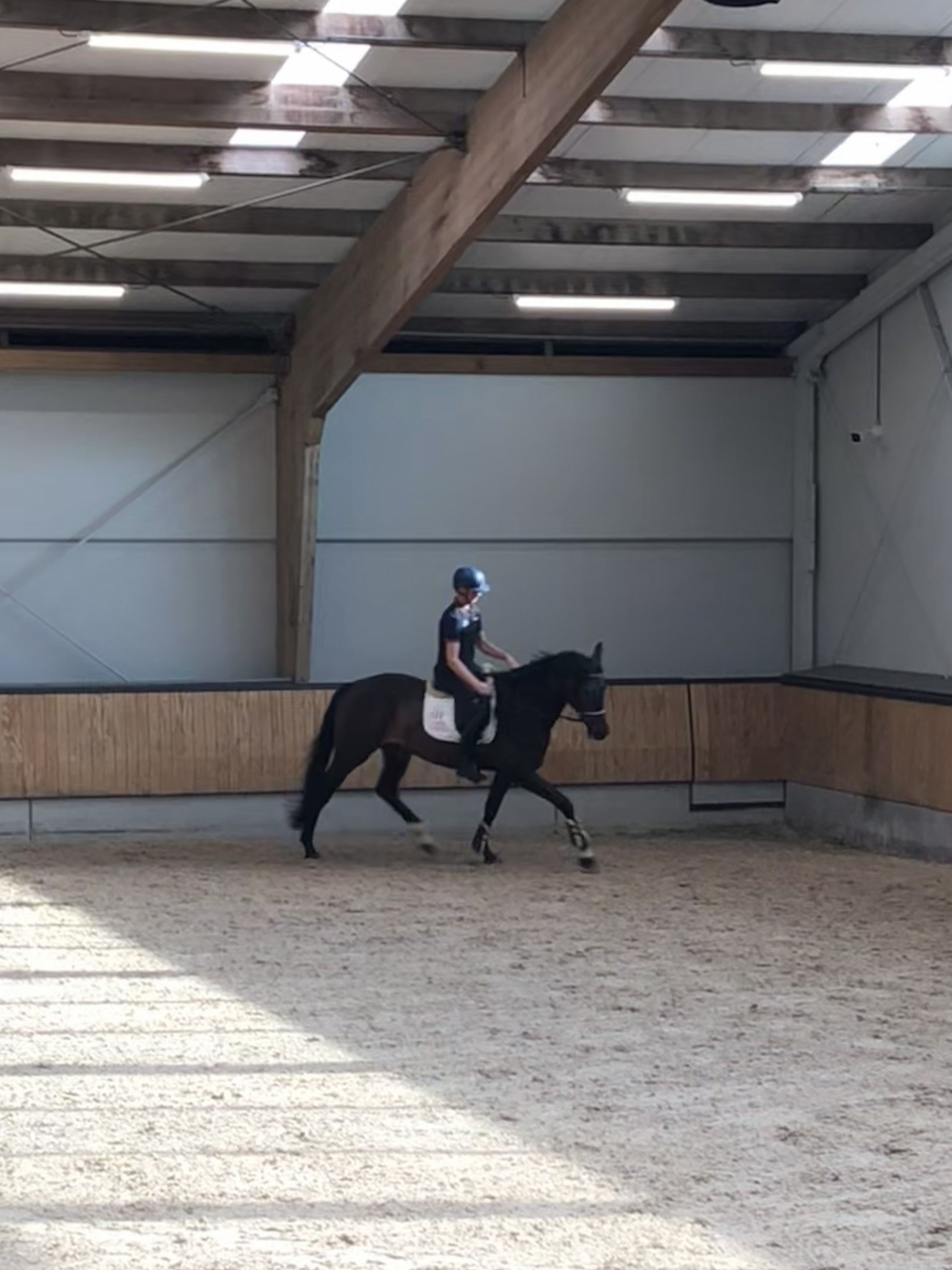 kwpn dressuurpaard merrie 4 år donkerbruin till salu - Foto 2