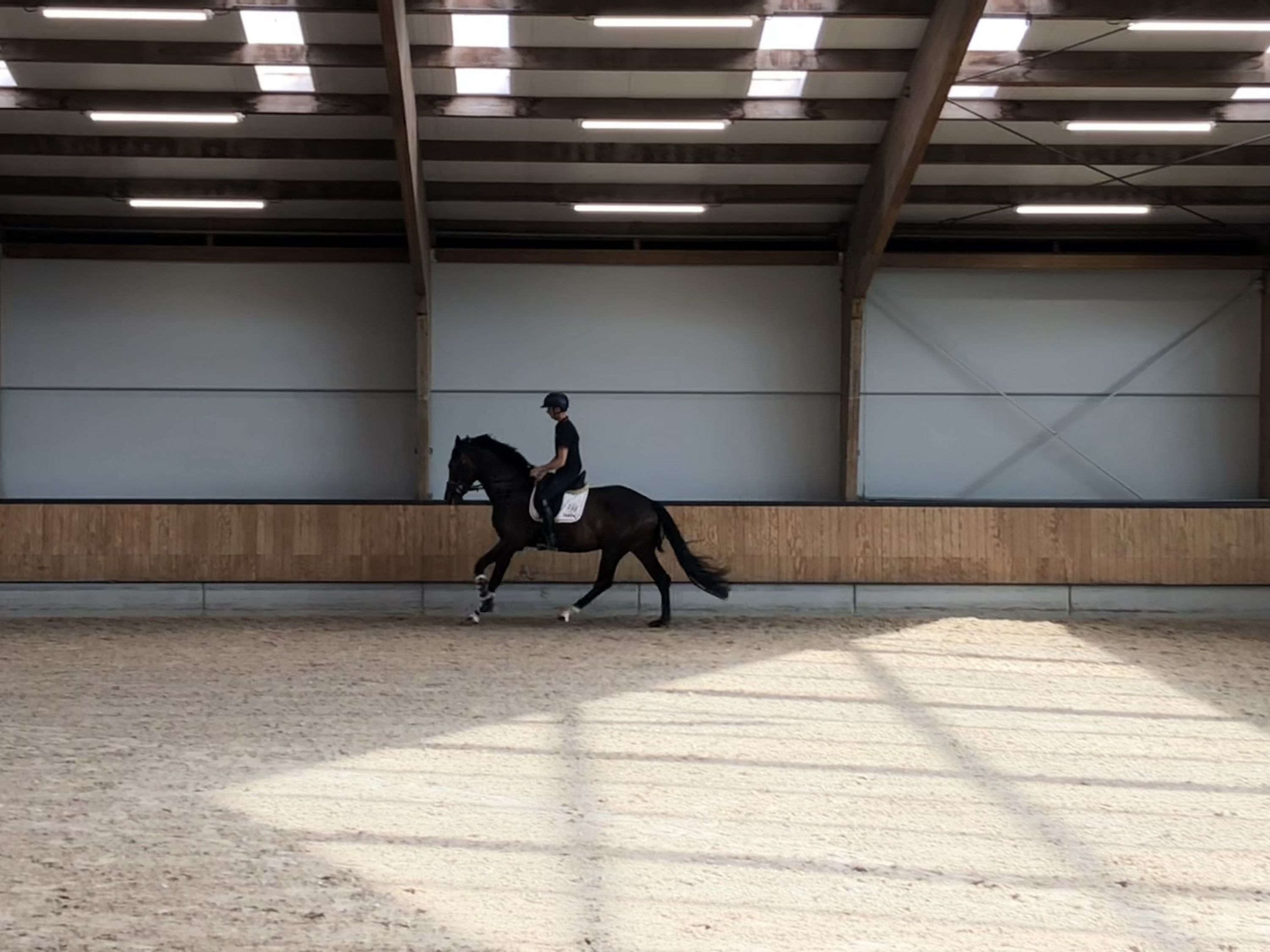 kwpn dressuurpaard merrie 4 år donkerbruin till salu - Foto 3