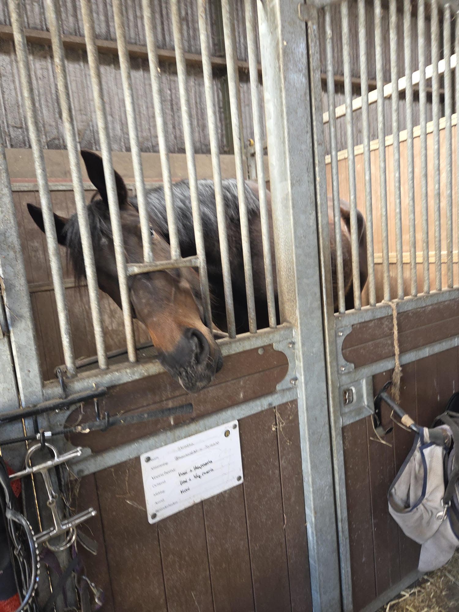 kwpn dressuurpaard merrie 4 år donkerbruin till salu - Foto 4