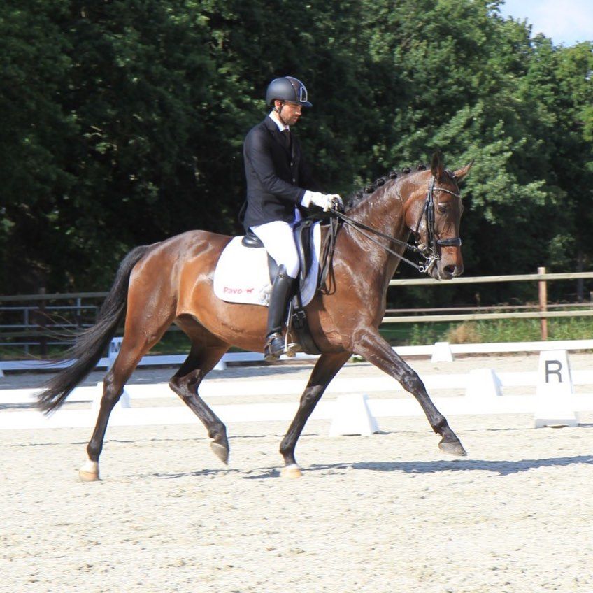 kwpn dressuurpaard merrie 4 år donkerbruin till salu - Foto 5