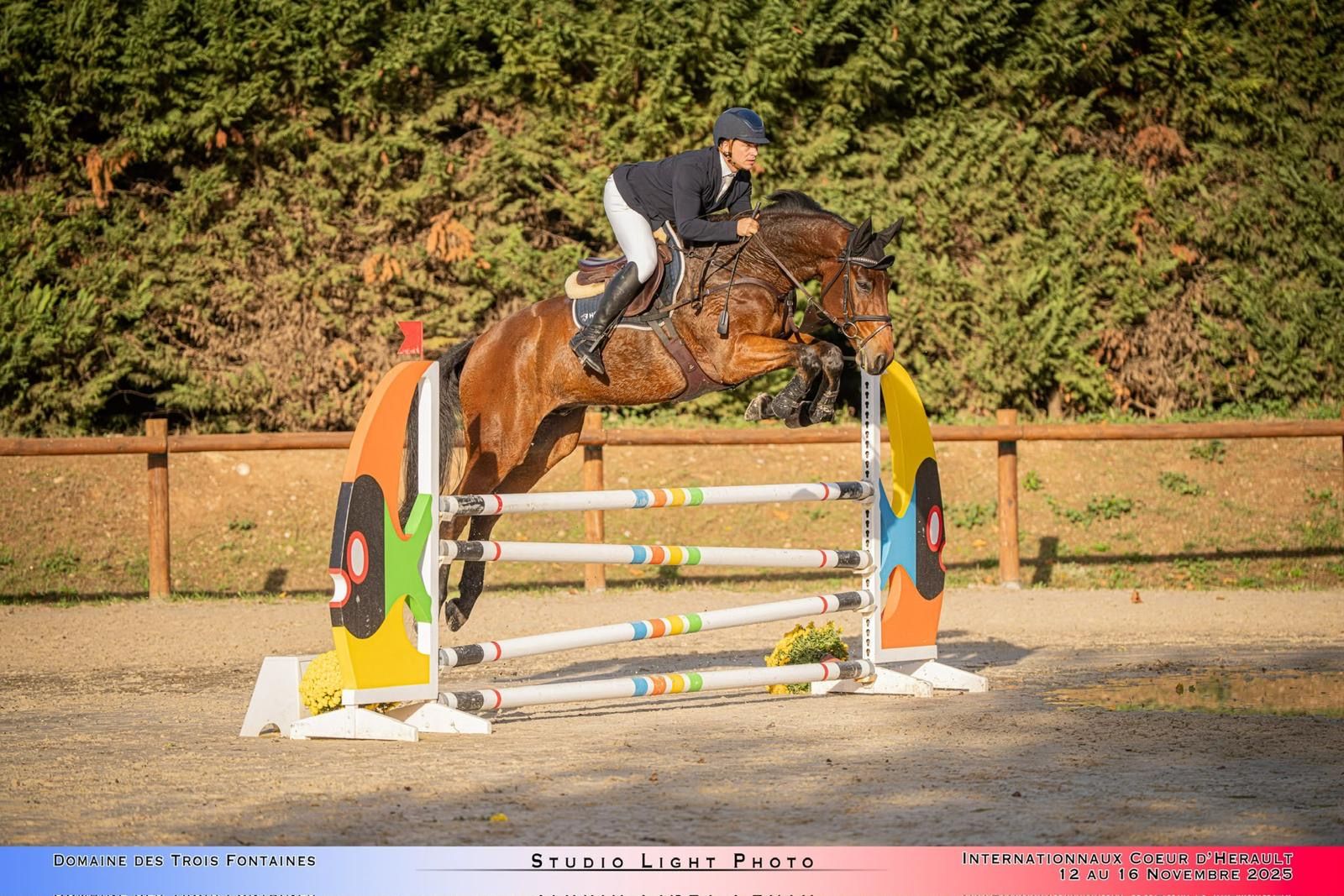 selle-francais eventingpaard ruin 10 jaar bruin te koop - Foto 3