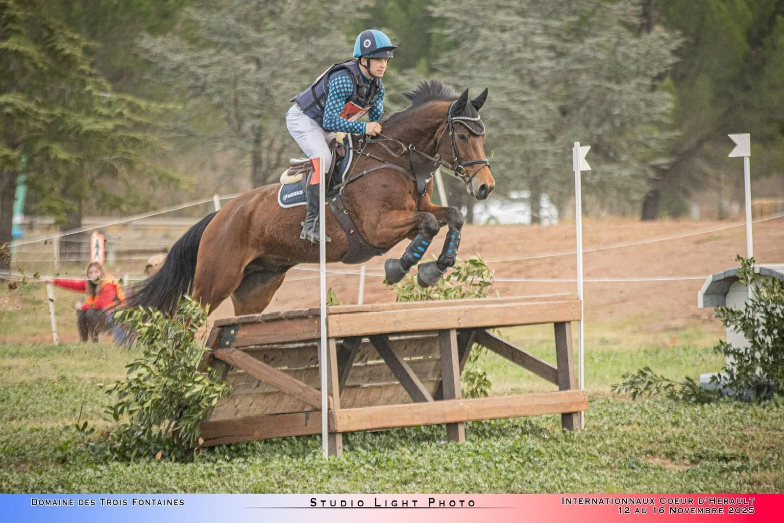 selle-francais eventingpaard ruin 10 jaar bruin te koop - Foto 2