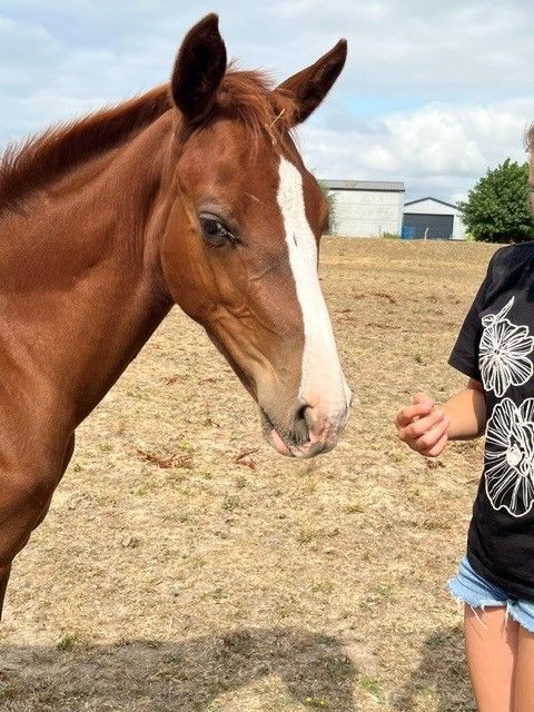 zangersheide springpaard hengst 0 ani vos de vânzare - Foto 2