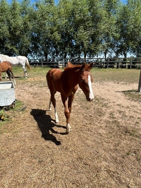 zangersheide springpaard hengst 0 ani vos de vânzare - Foto 3