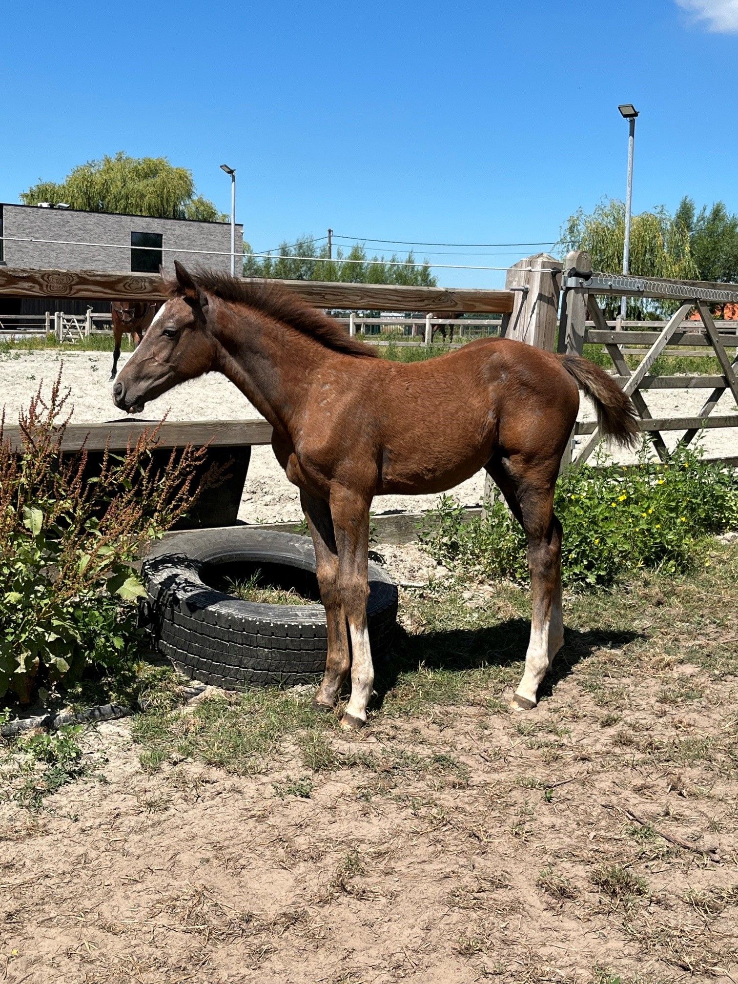 zangersheide springpaard merrie 0 jaar schimmel te koop - Foto 3