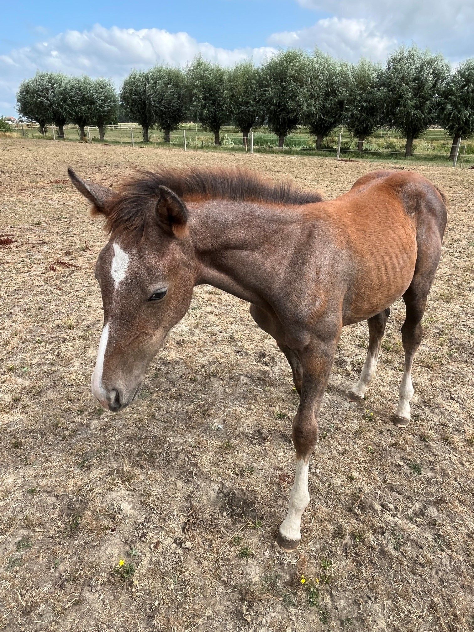 zangersheide springpaard merrie 0 jaar schimmel te koop - Foto 4
