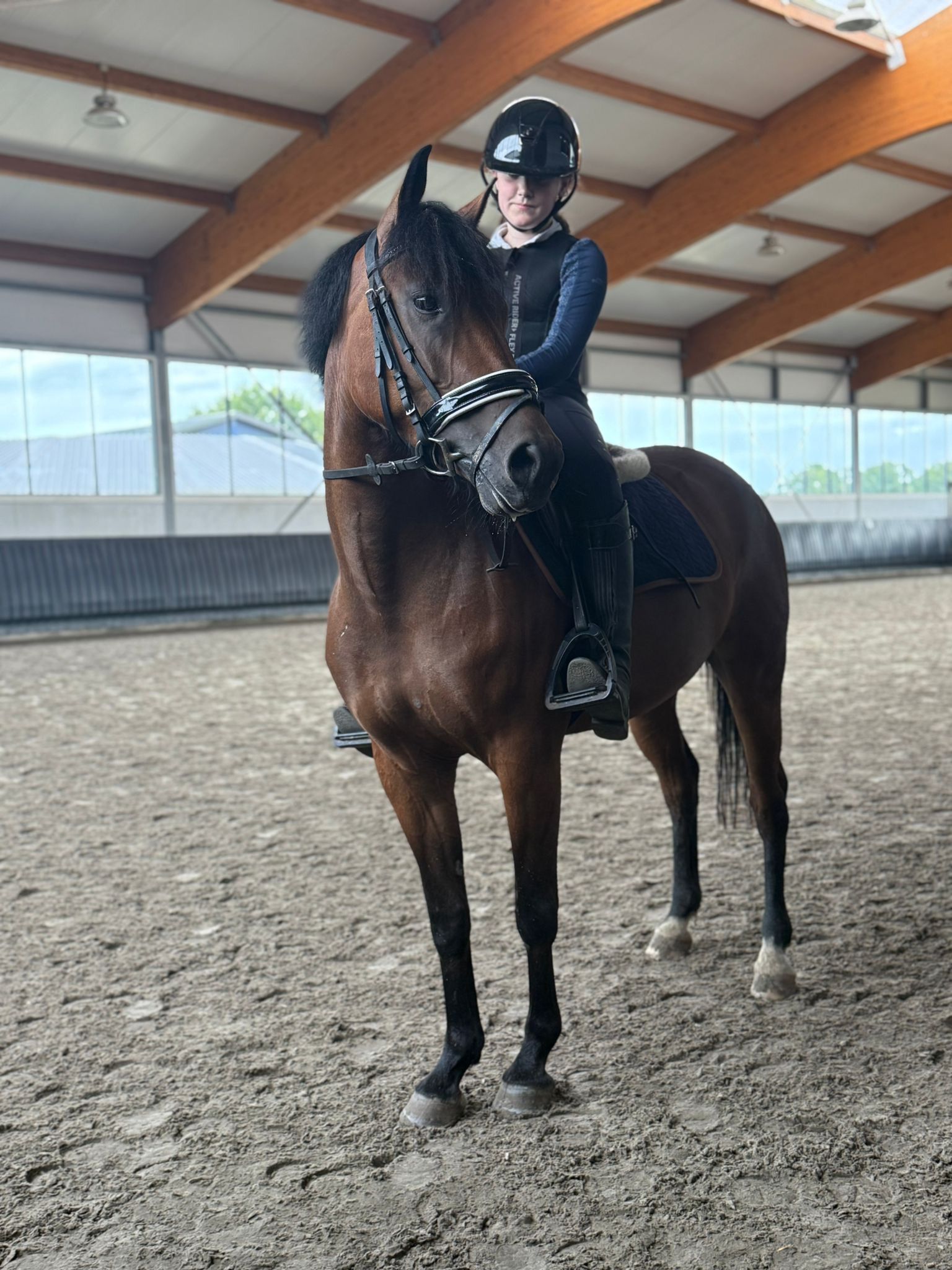 Lovely 5-year-old New Forest pony mare for sale