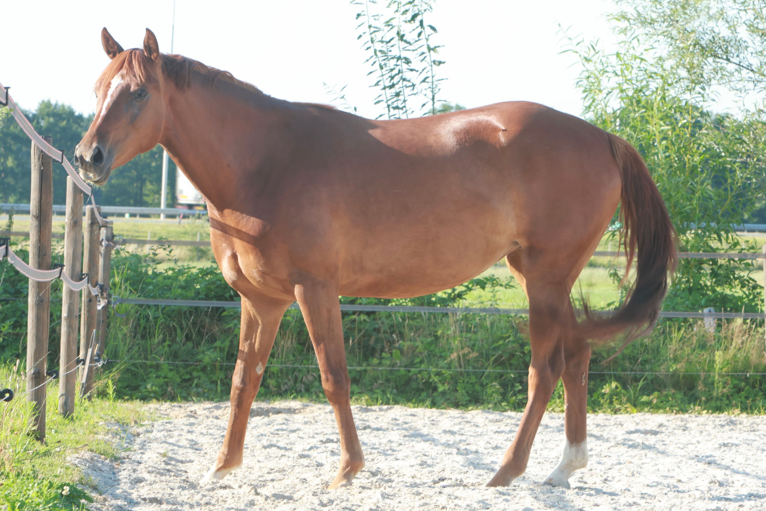 nrps dressuurpaard merrie 4 jaar vos te koop - Foto 3