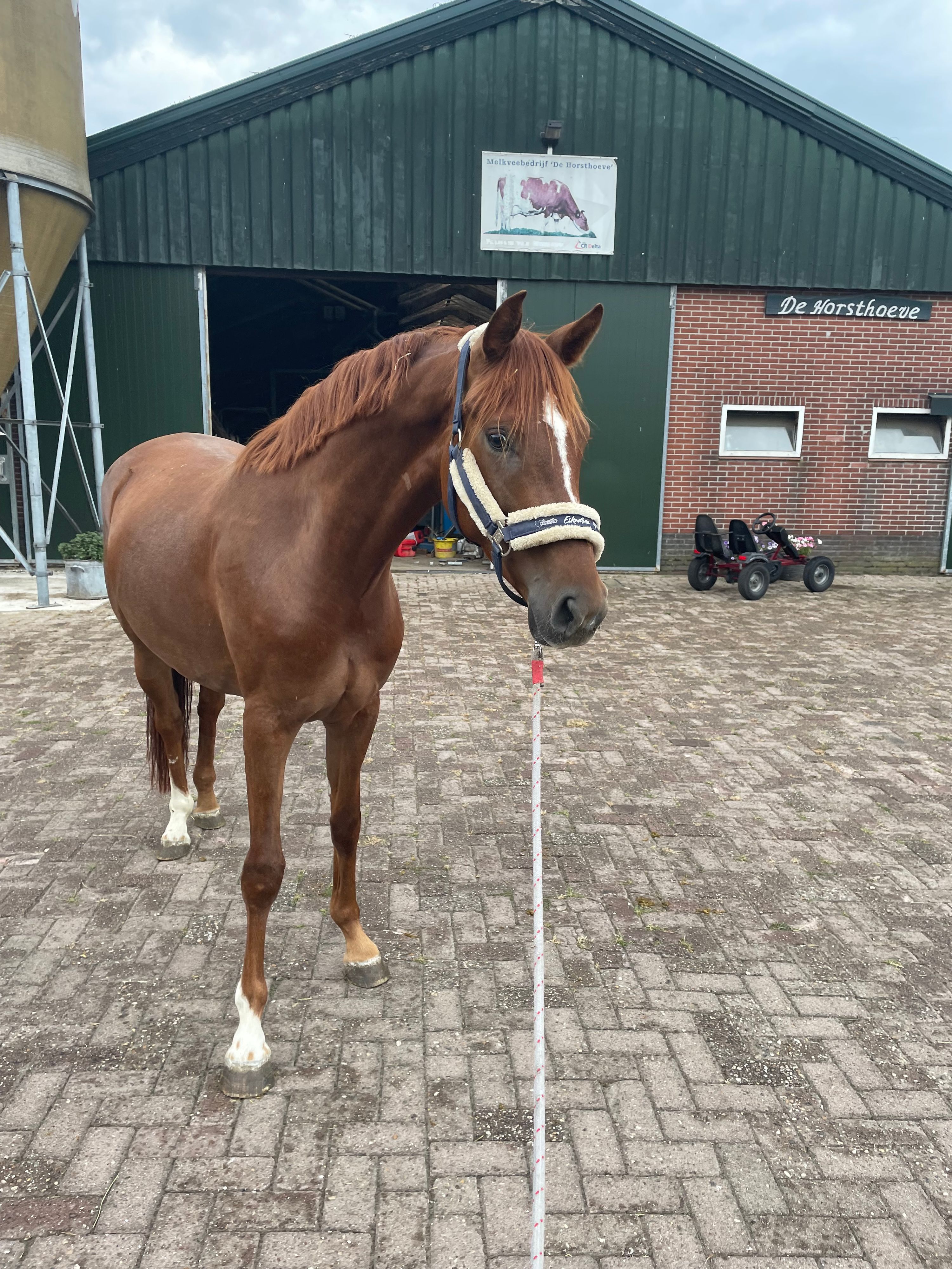 nrps dressuurpaard merrie 4 jaar vos te koop - Foto 4