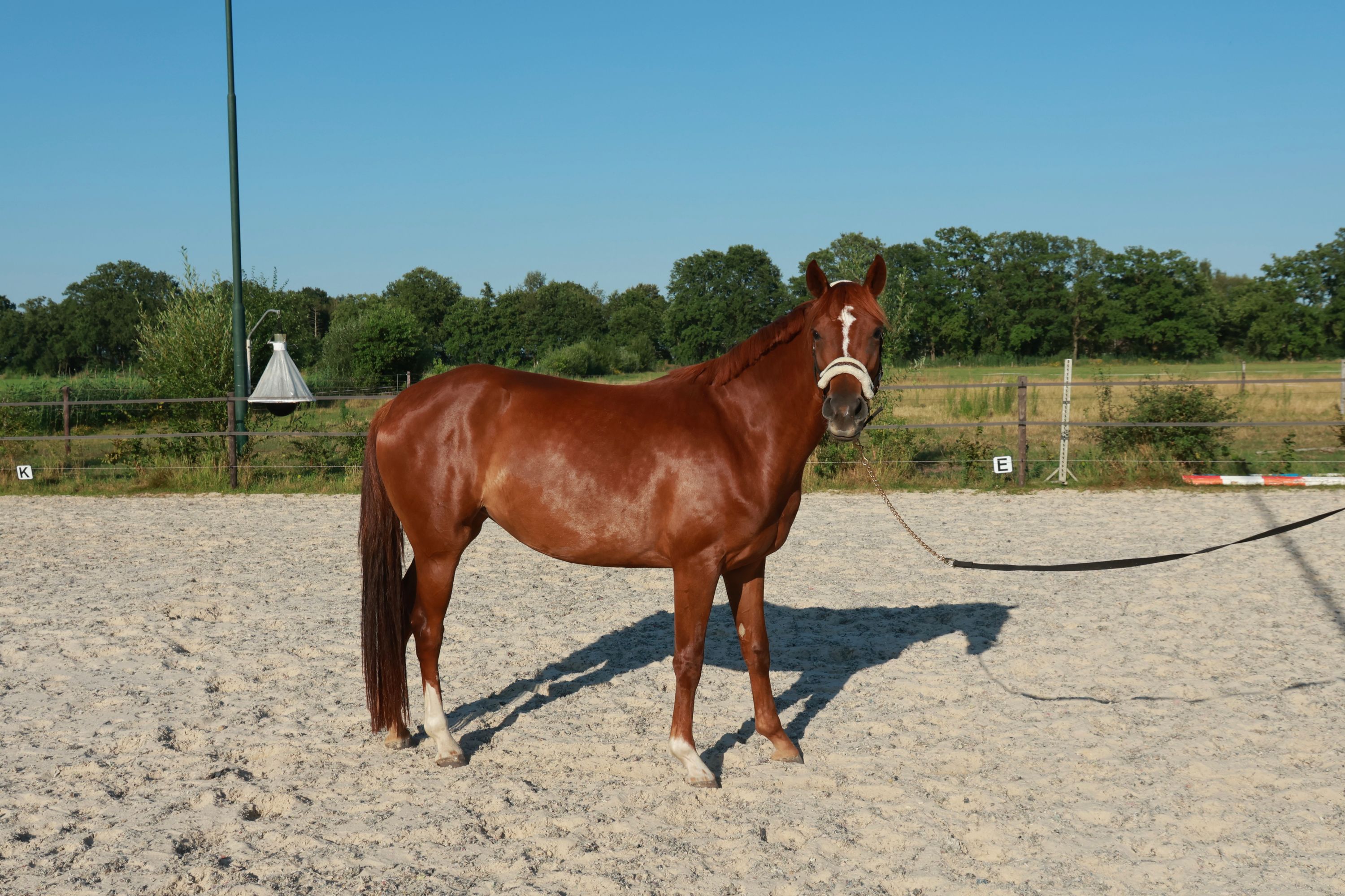 美しい若い牝馬