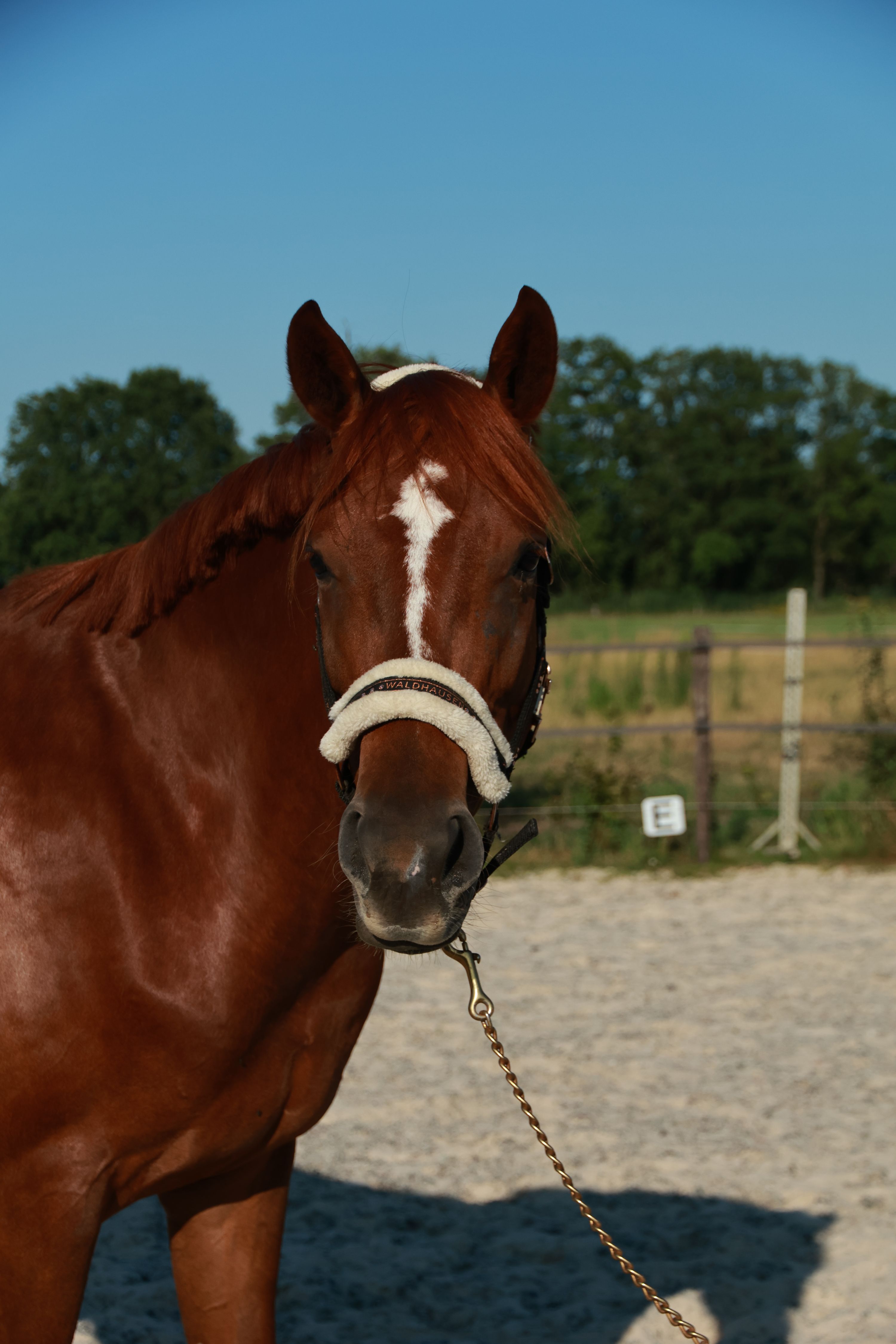 nrps dressuurpaard merrie 4 jaar vos te koop - Foto 2