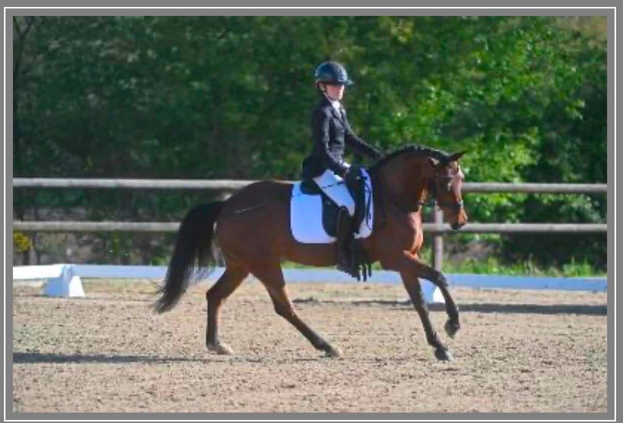 new-forest allround-pony merrie 5 years old donkerbruin for sale - Photo 2