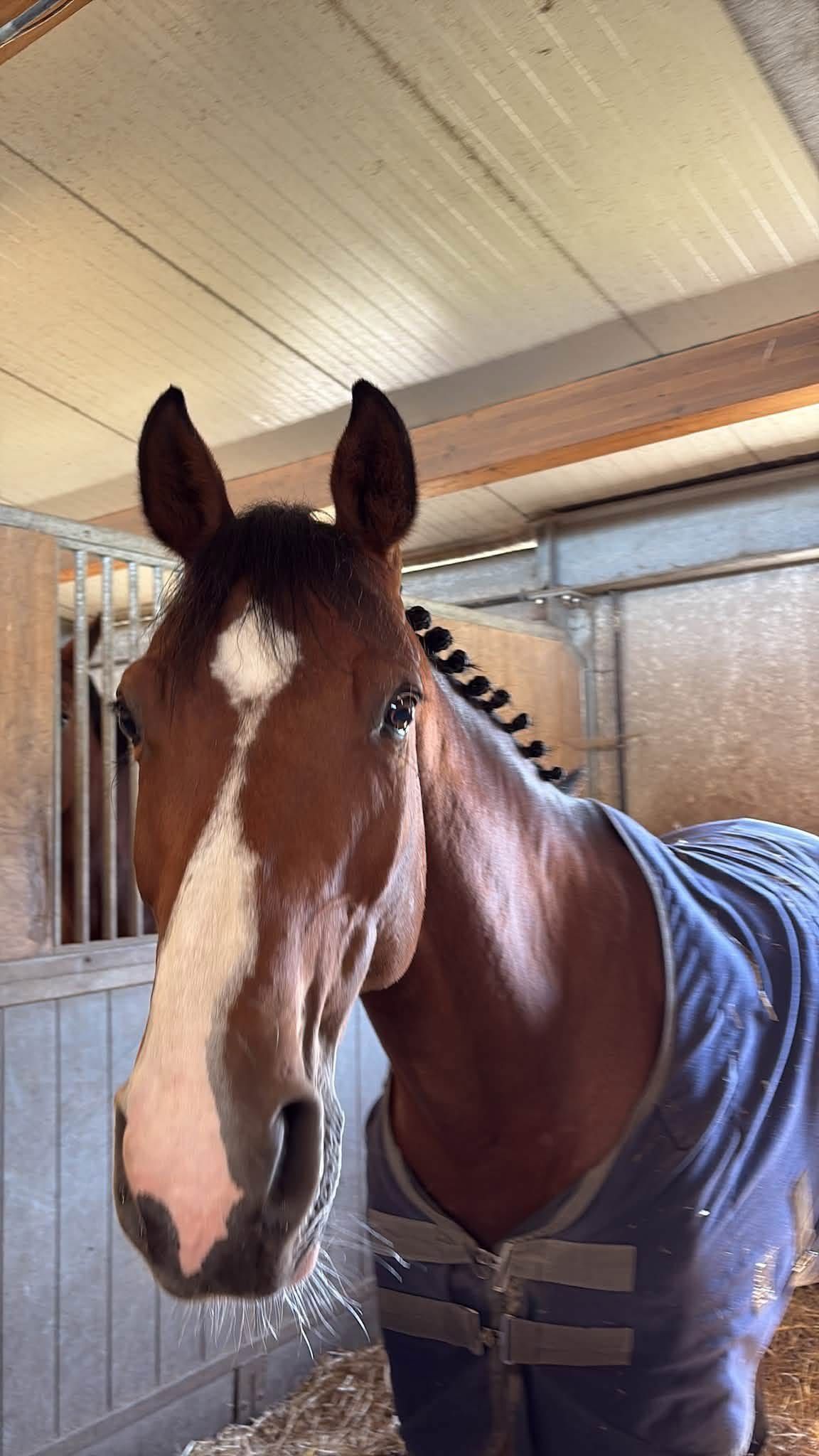 🤠8-year-old mare (Cassal / Clarimo)🤠